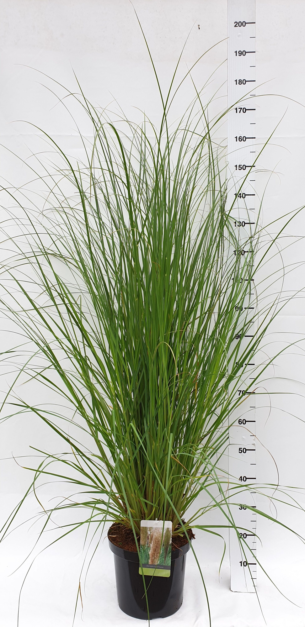 Cortaderia selloana, D 30 cm