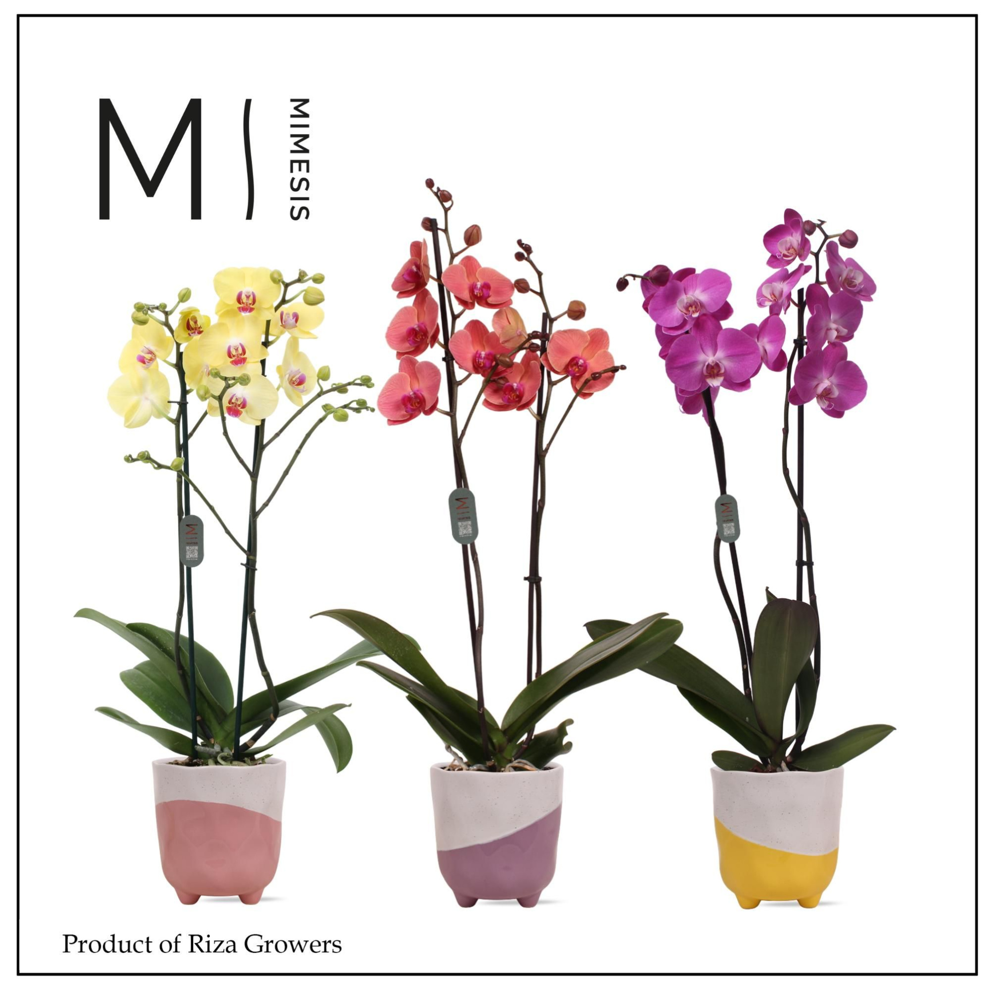 Phalaenopsis Mix 2 spike – 12cm in Gabby | Mimesis, D 12
