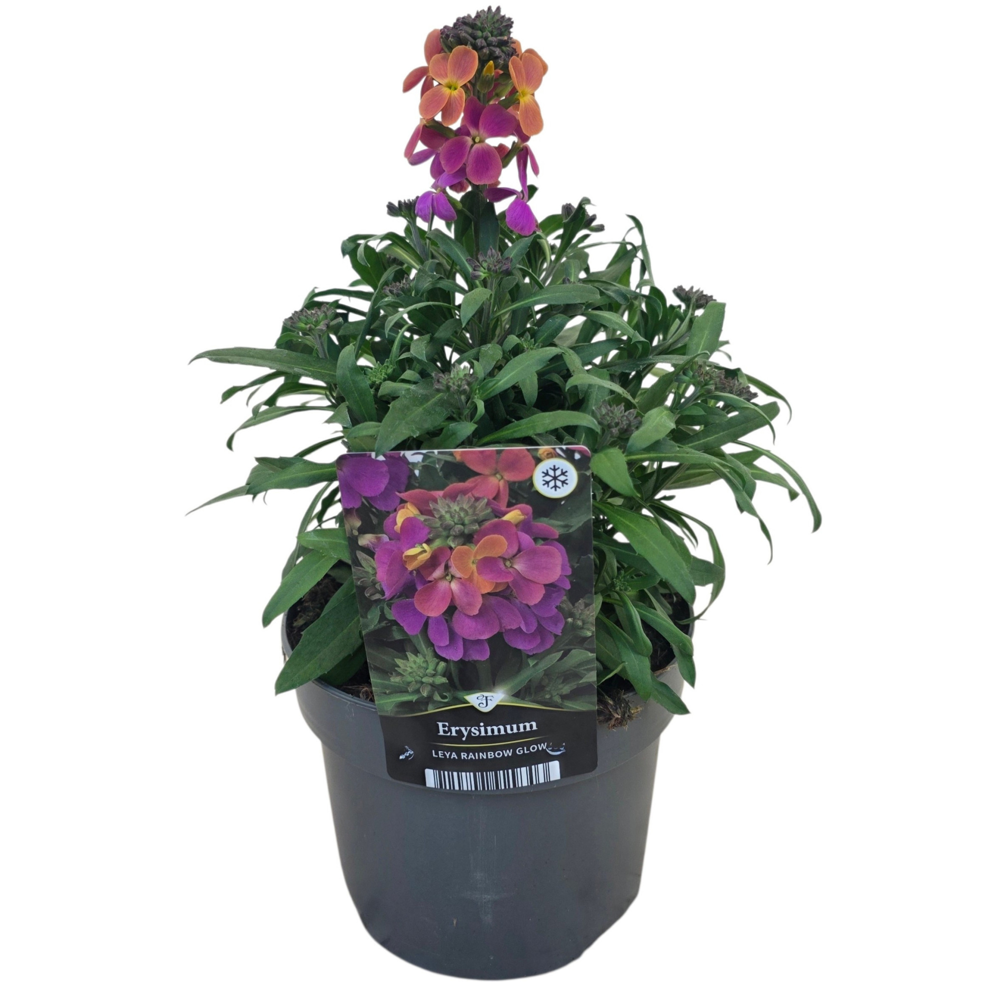 Erysimum Leya Rainbow Glow, D 17