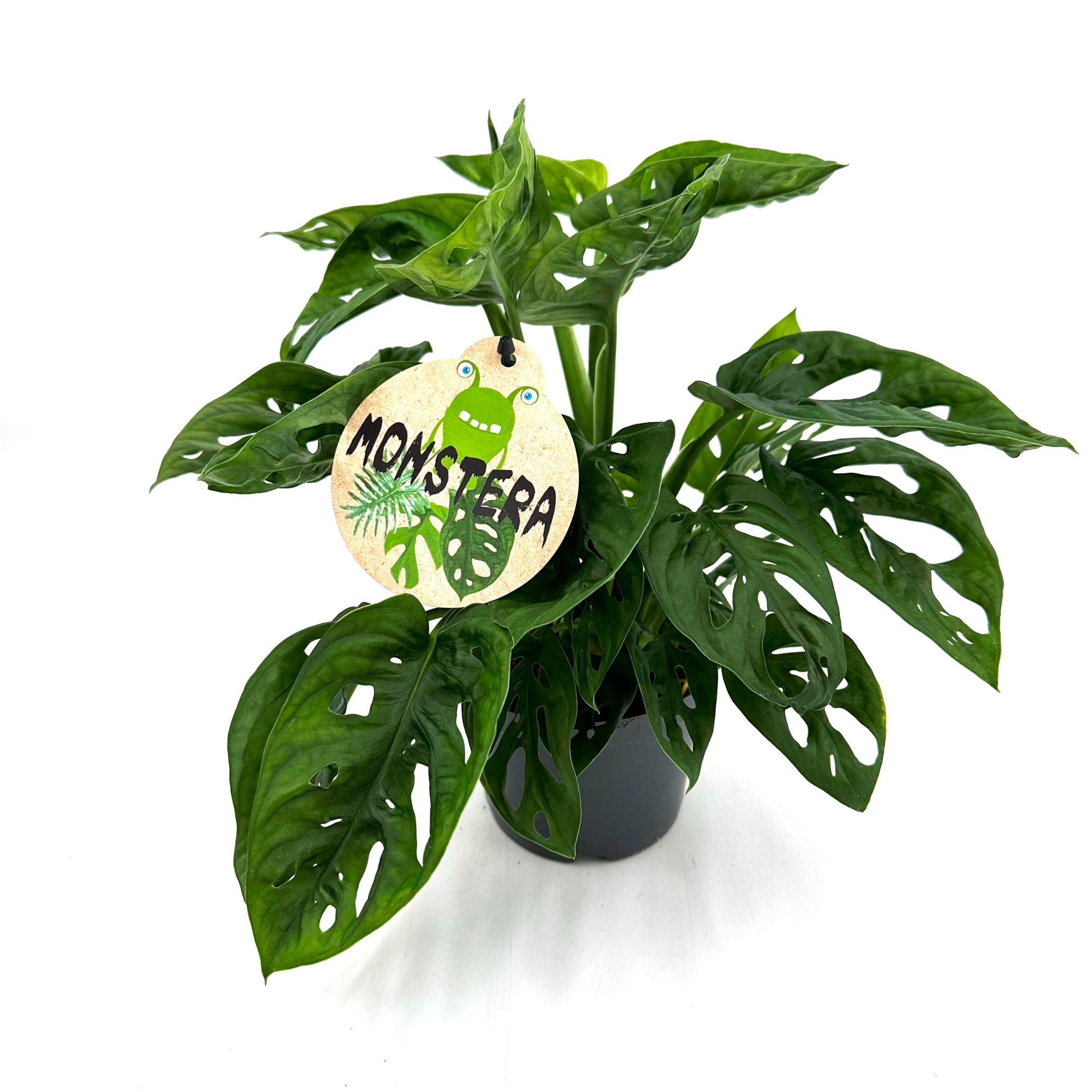 Monstera Obliqua, D 12 cm