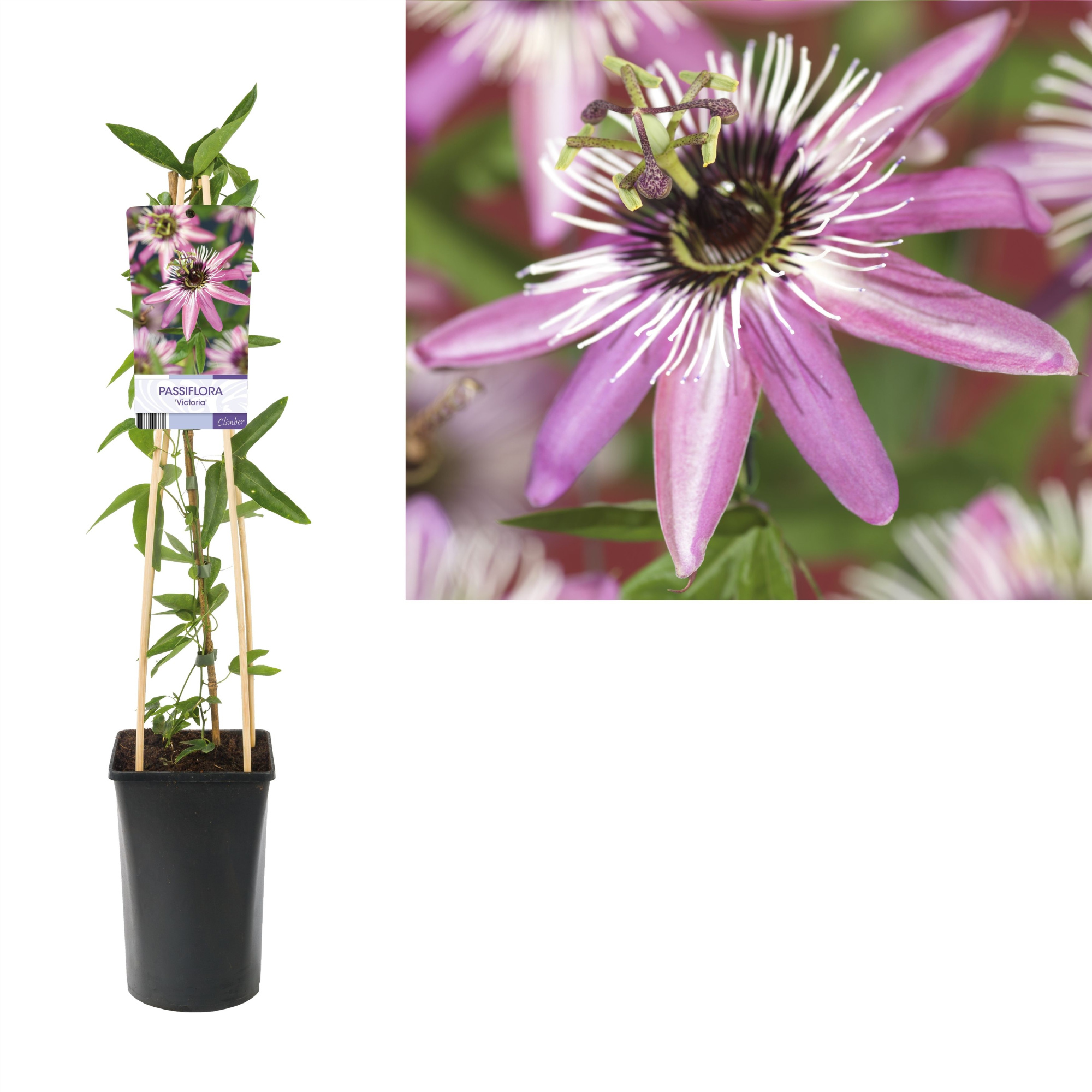 Passiflora 'Victoria' +light label, D 17
