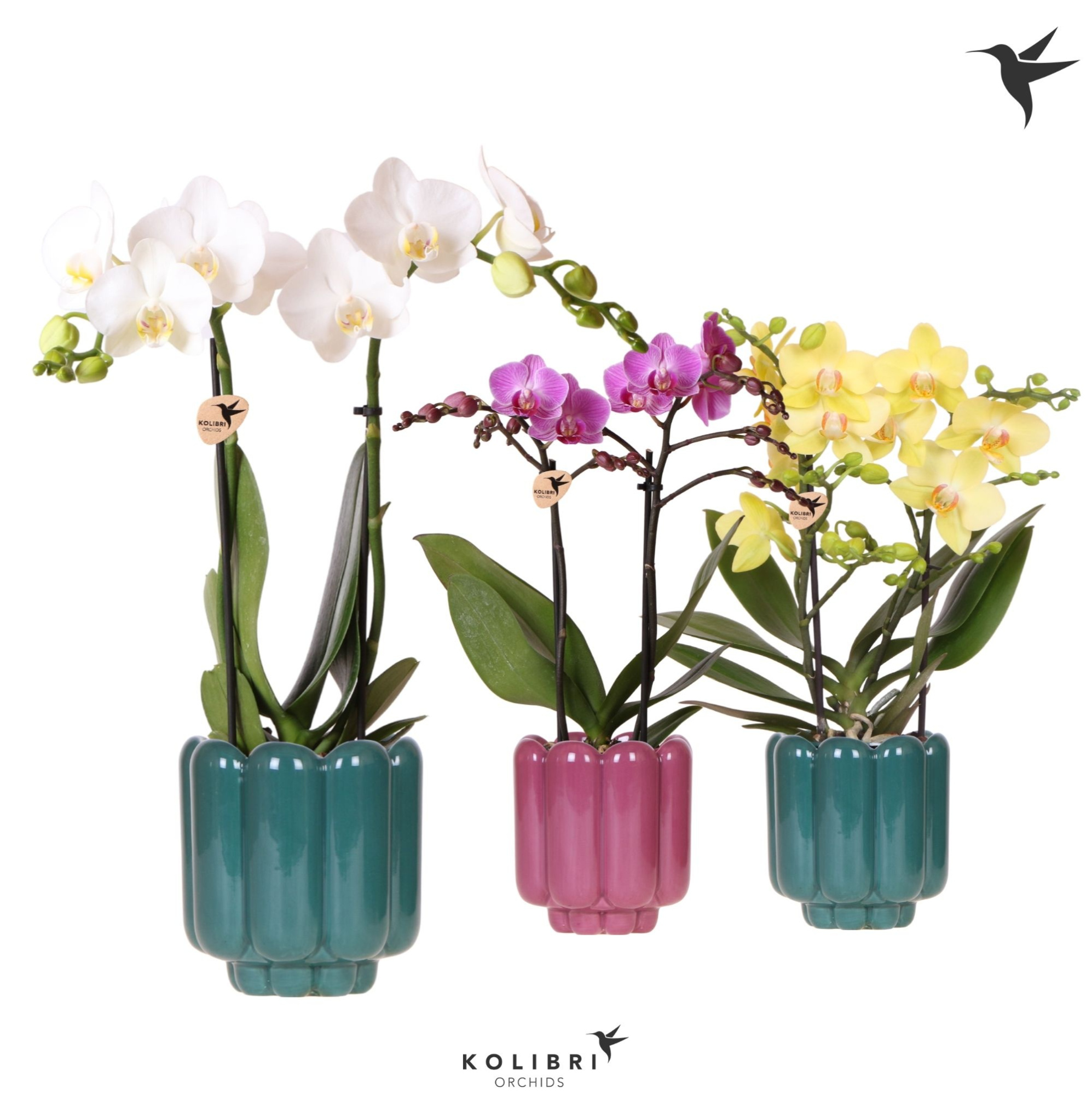 Kolibri Orchids Phalaenopsis mix 2 spike in Retro pot green mix, D 9