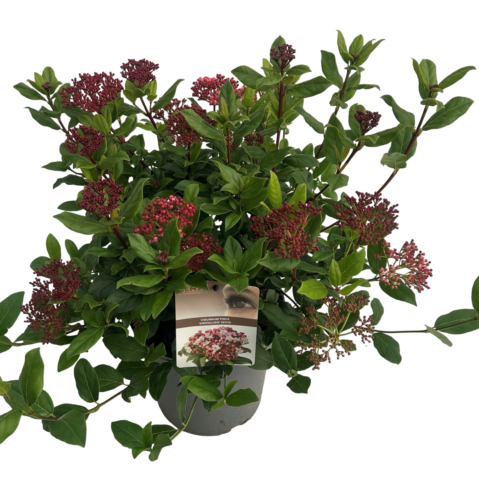Viburnum tinus 'Gwenllian' sense, D 23 cm