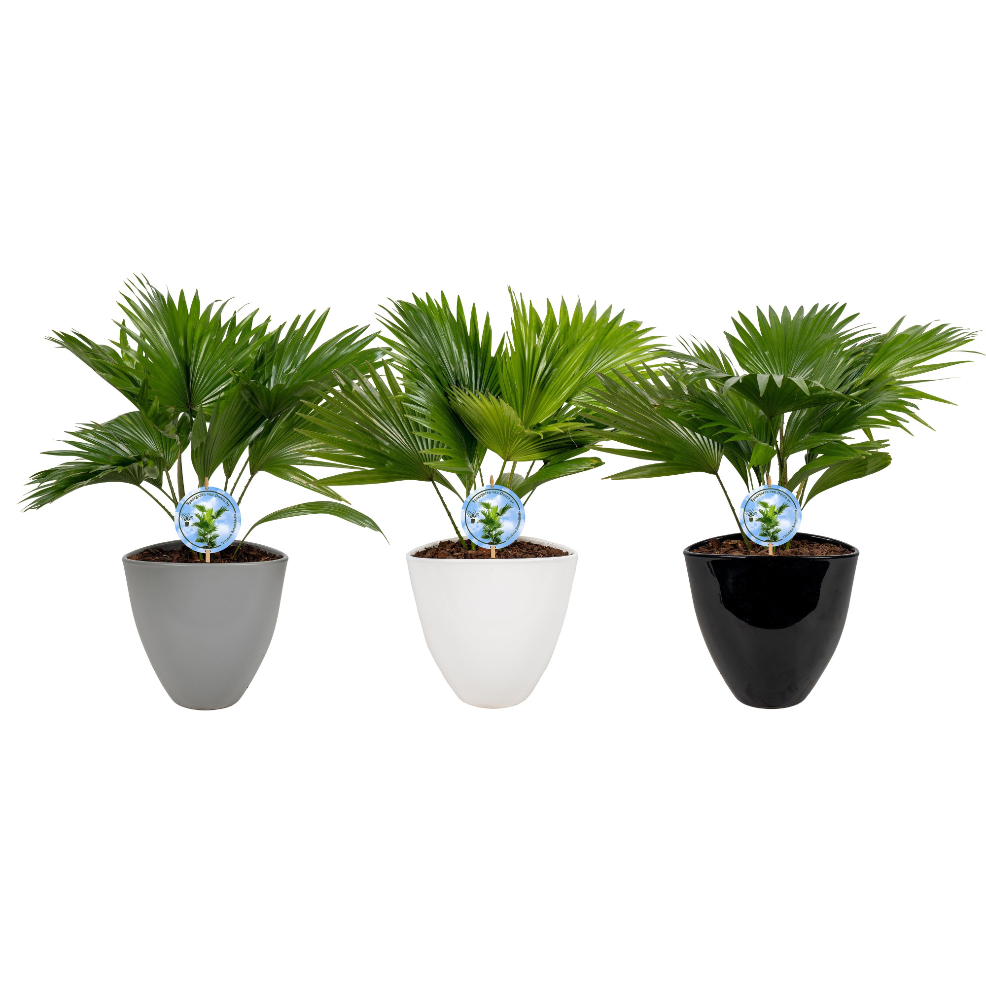 Livistona in avani pot mix nr 25 aspd, D 22