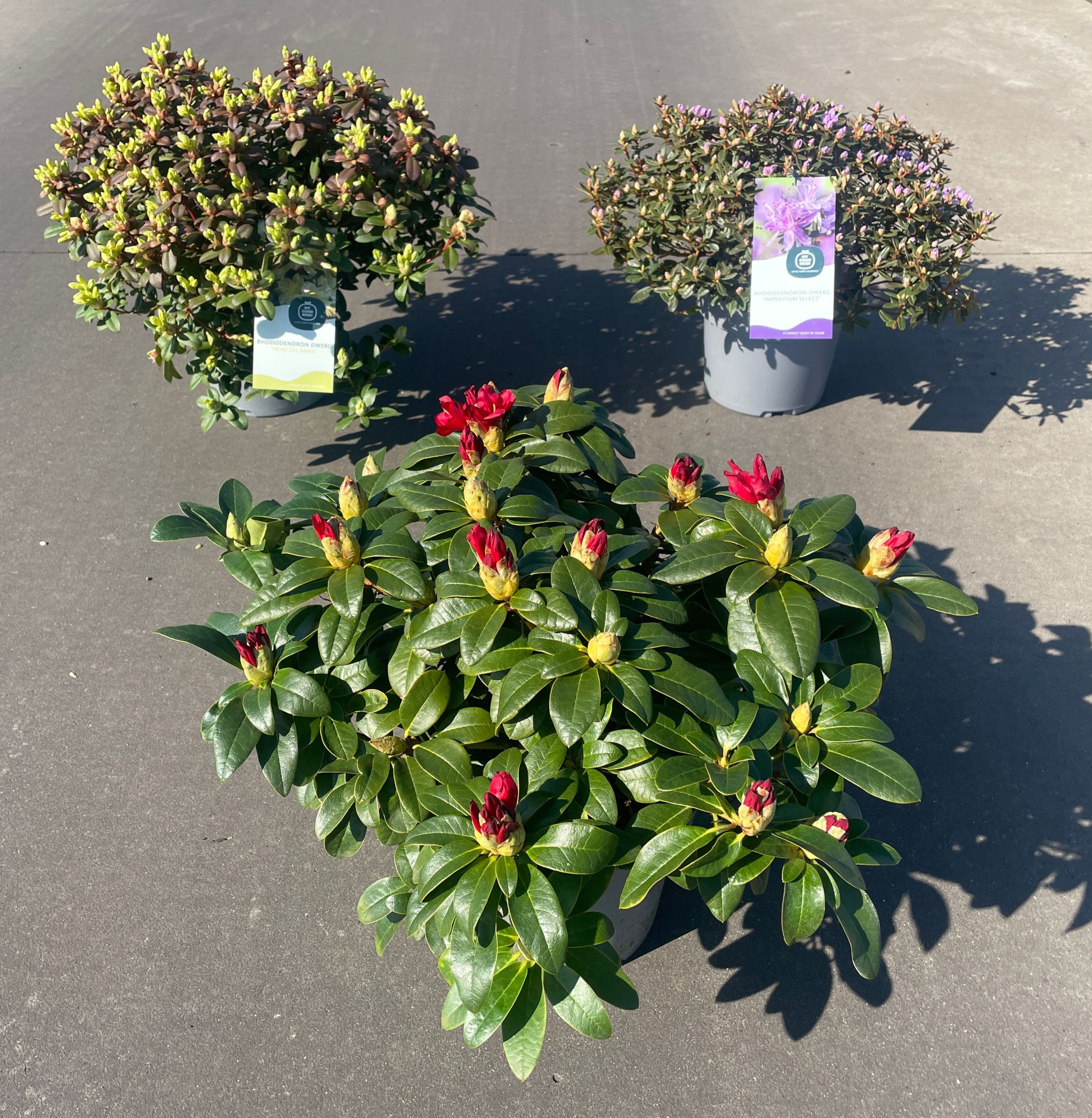 Rhododendron 30-40 /4 liter 'Mix' dwerg, D 21 cm