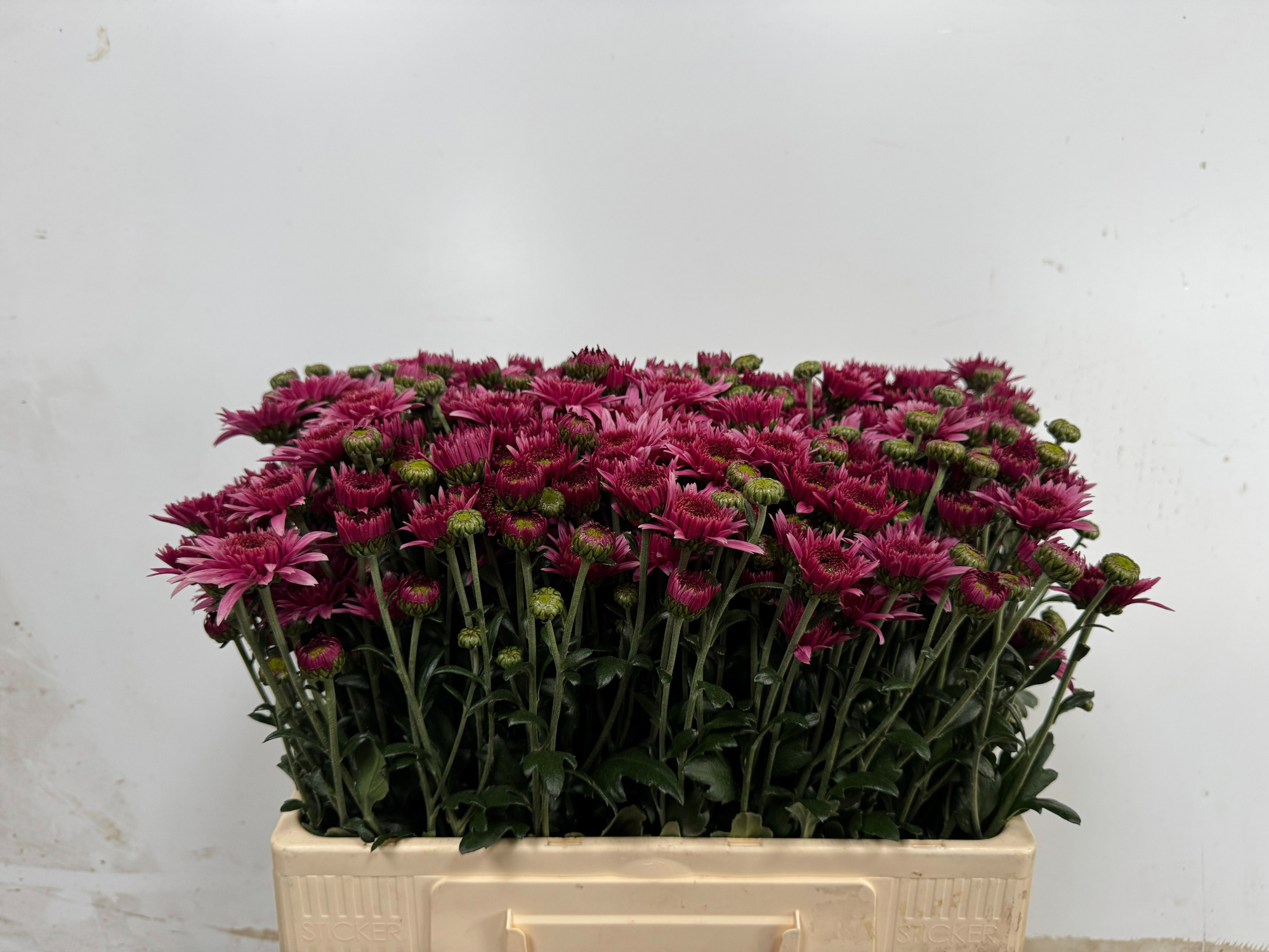 Хризантема куст. Биппи Супер Перпл 55, шт.