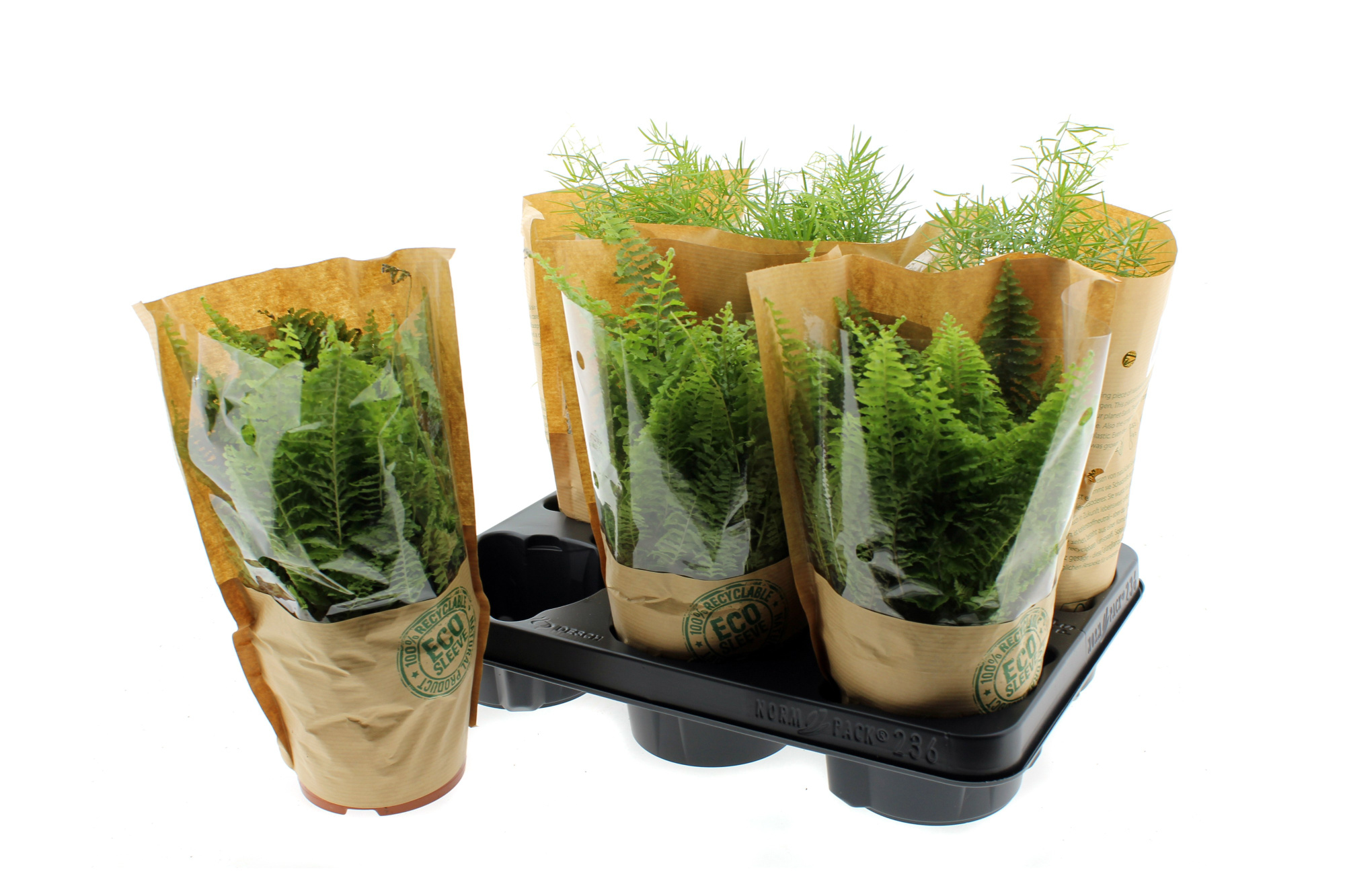 Nephrolepis exaltata / Asparagus 12 cm ( eco hoes ), D 12 cm