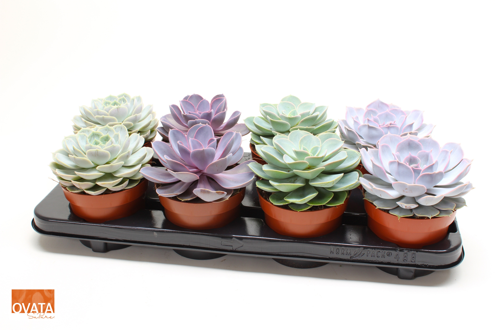 Echeveria mix 12 pearls, D 12 cm