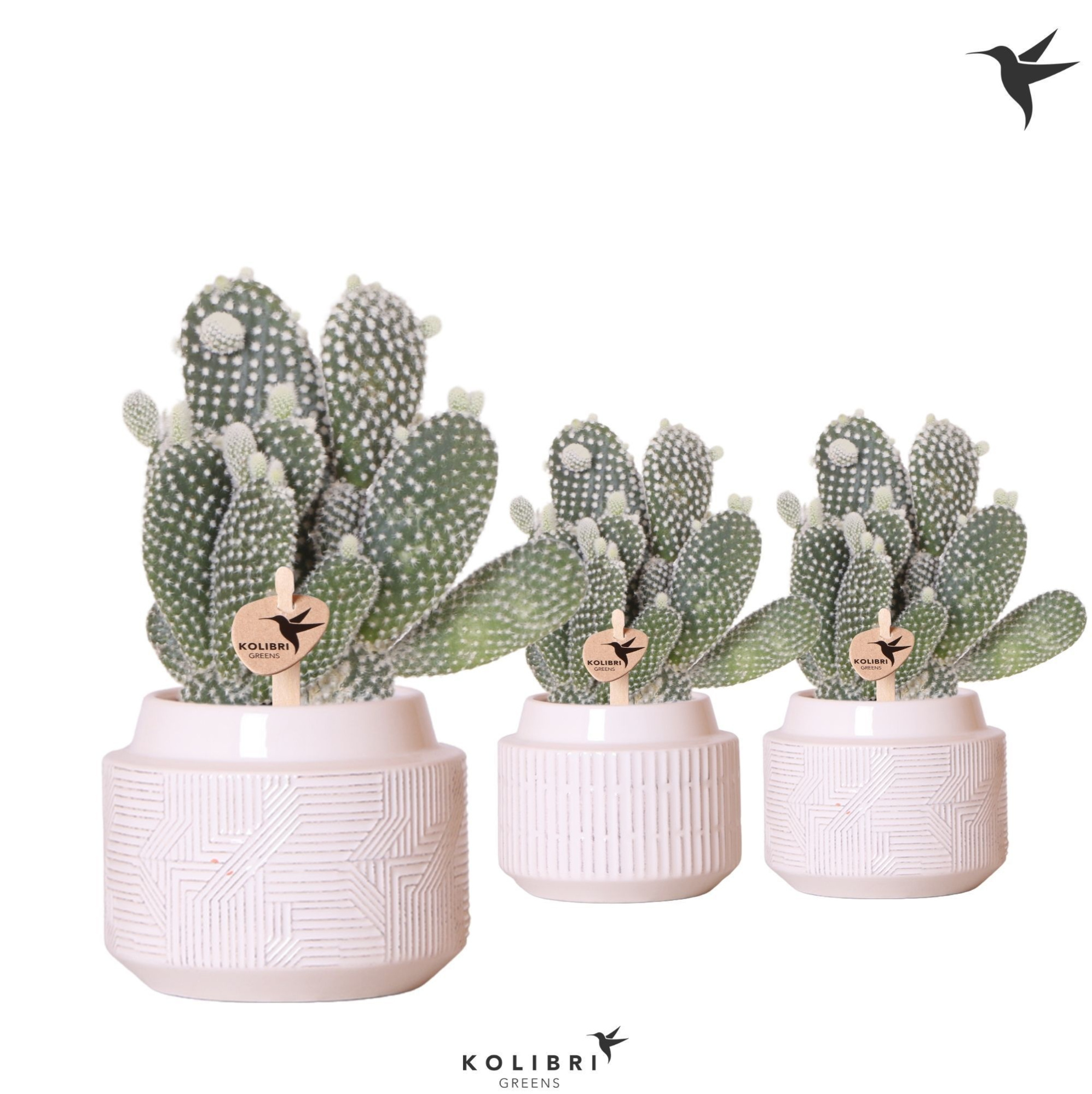 Kolibri Greens Opuntia white in Maze pot white, D 9 cm