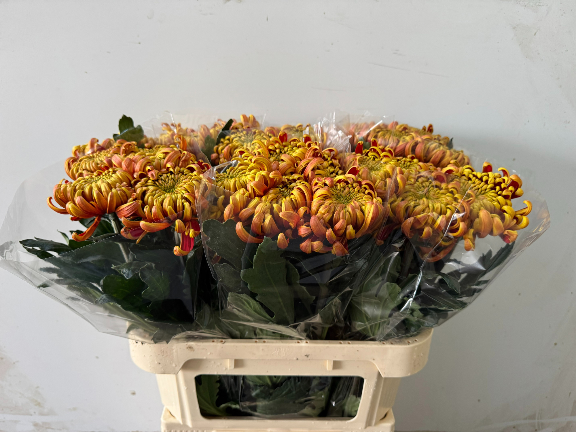 Хризантема од. Фуэго 75, шт.