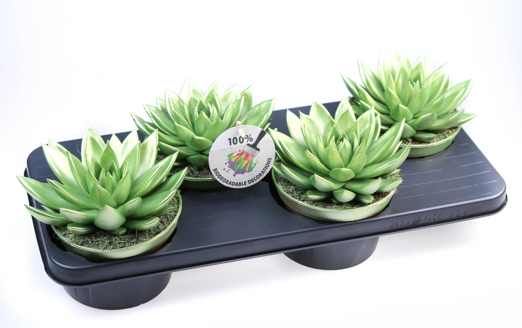 Rainbow Metallic green, D 15