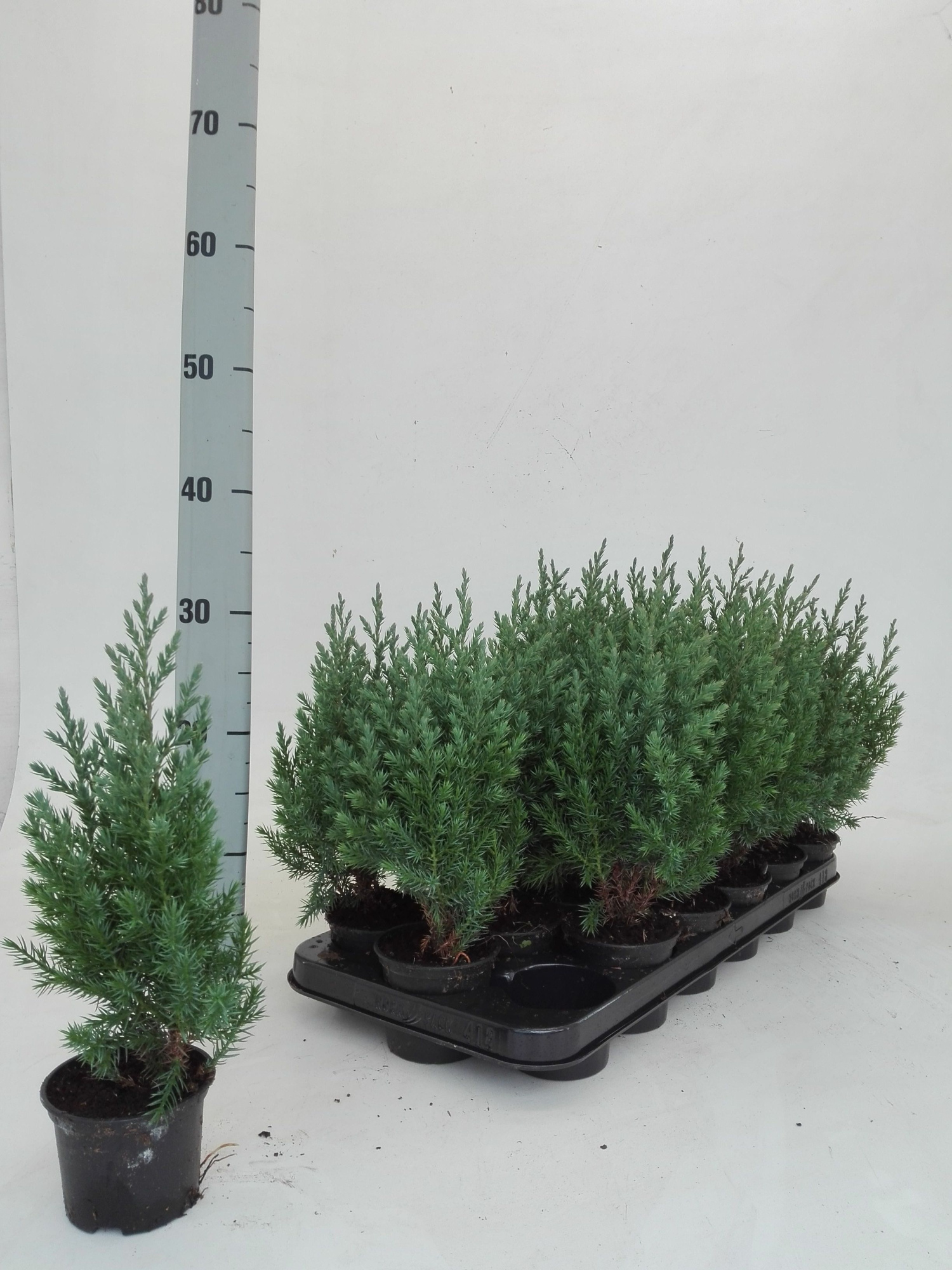Juniperus Stricta, D 9 cm