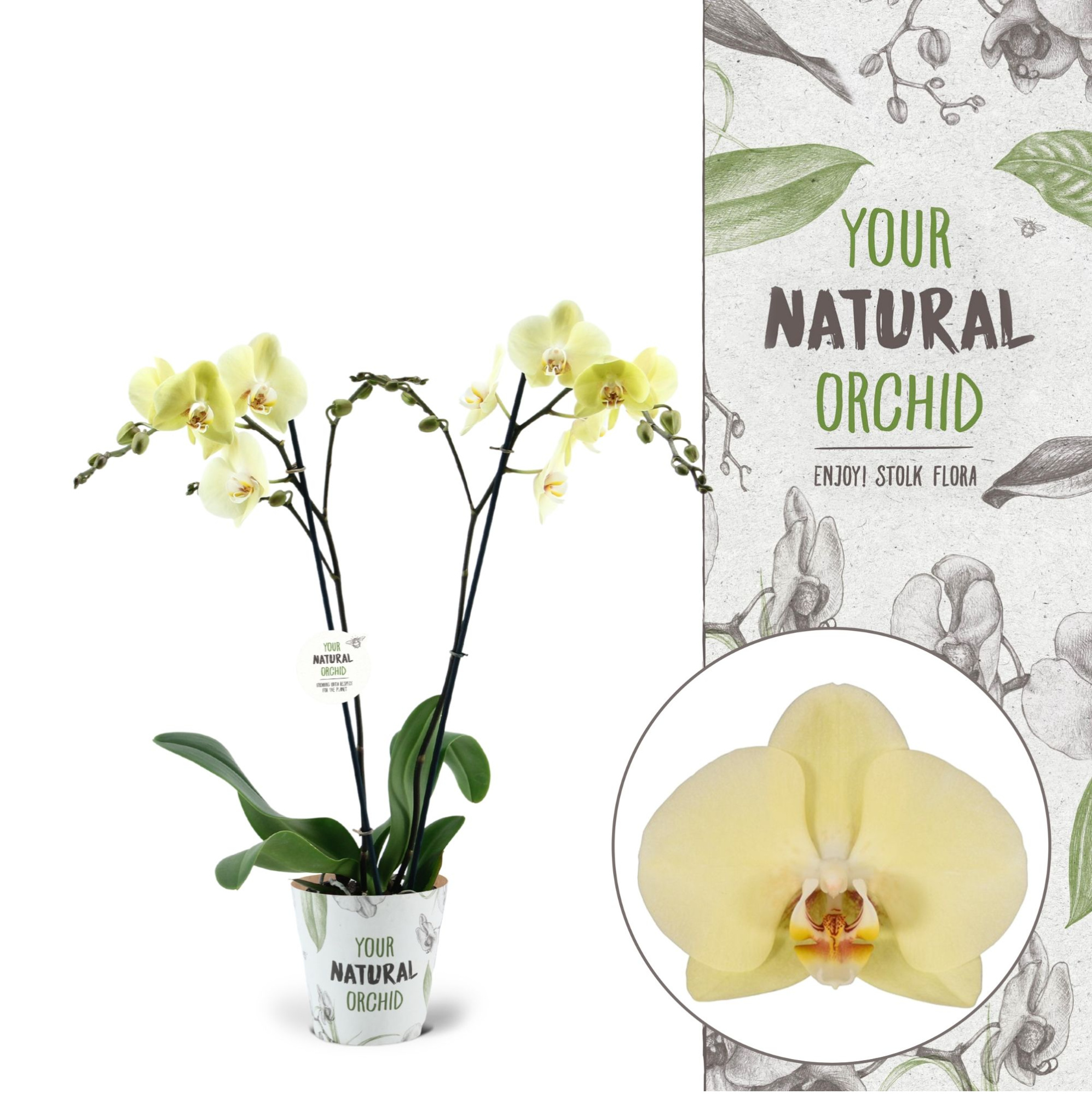 Your Natural Orchid | Cremona | Phalaenopsis 2 spike, D 12 cm