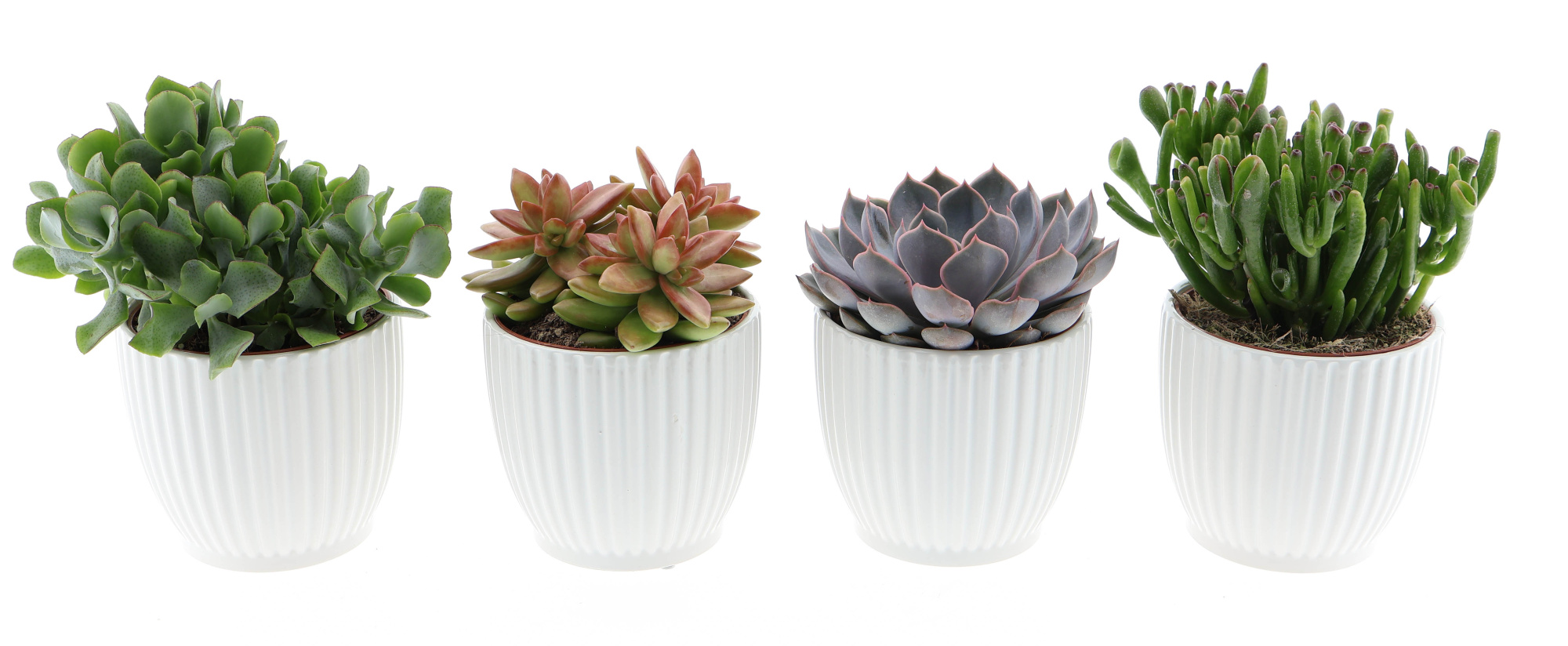 Design pot succulent mix, D 12 cm