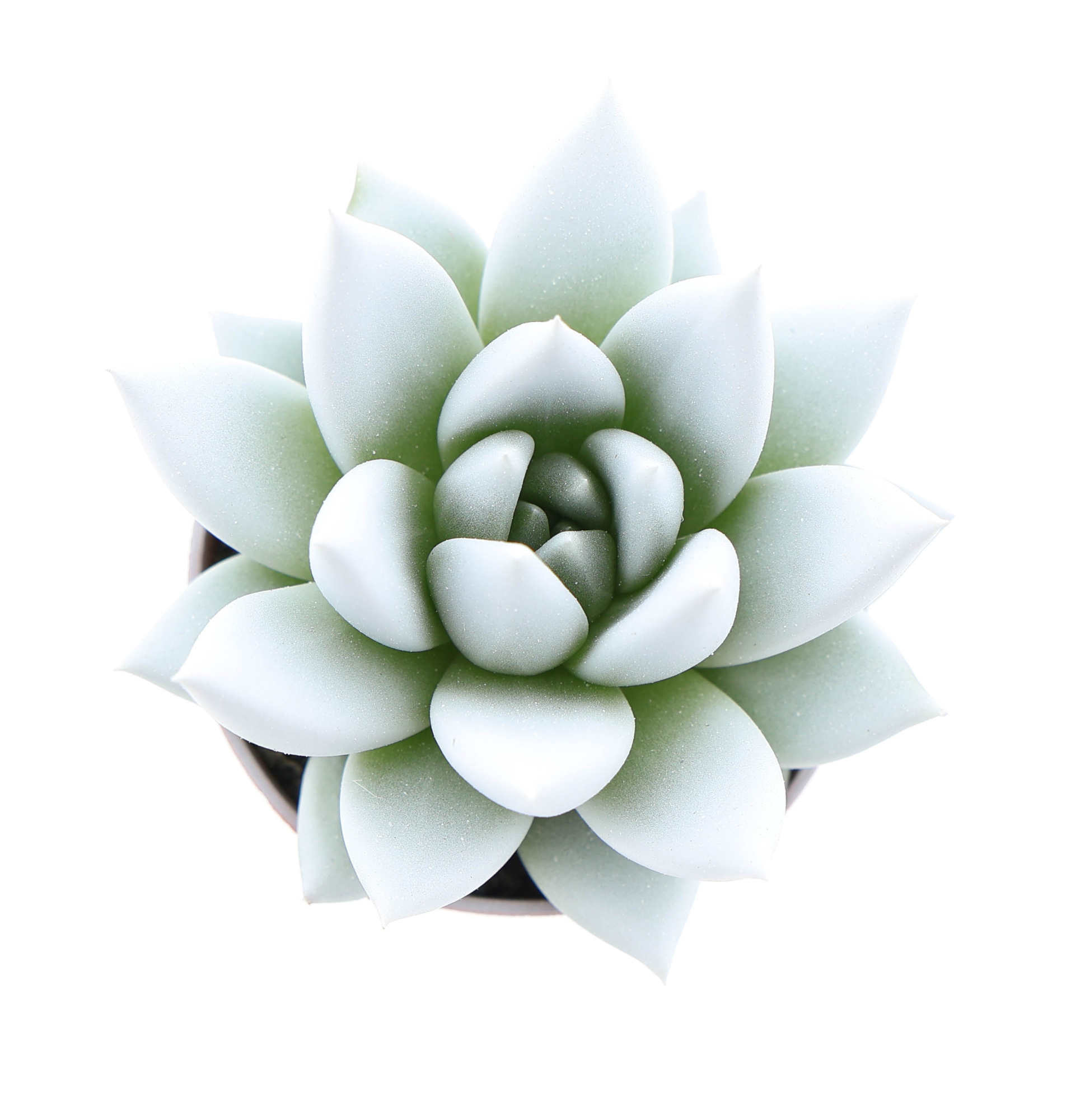 Rainbow white, D 5,5 cm