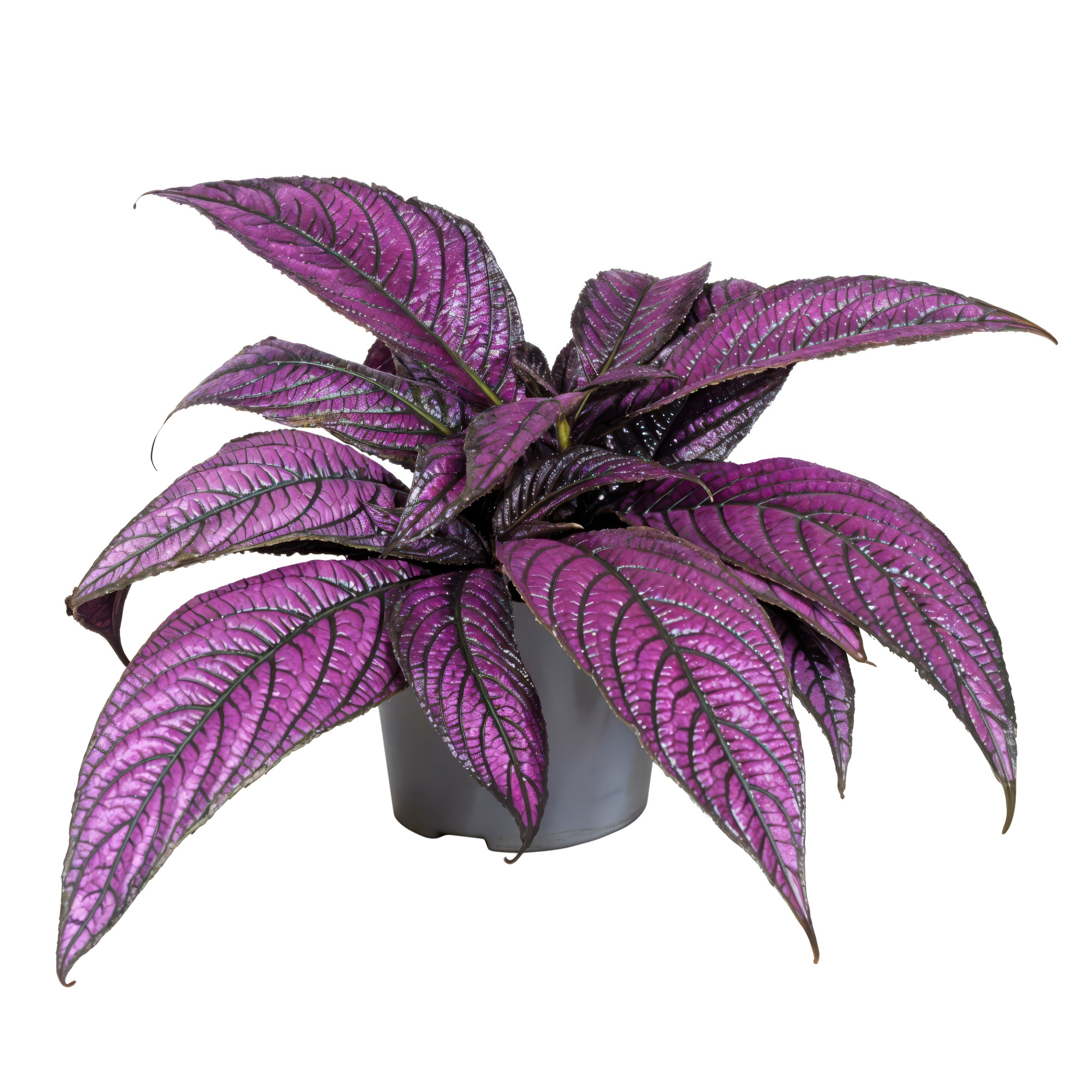 Strobilanthes Metallica, D 13