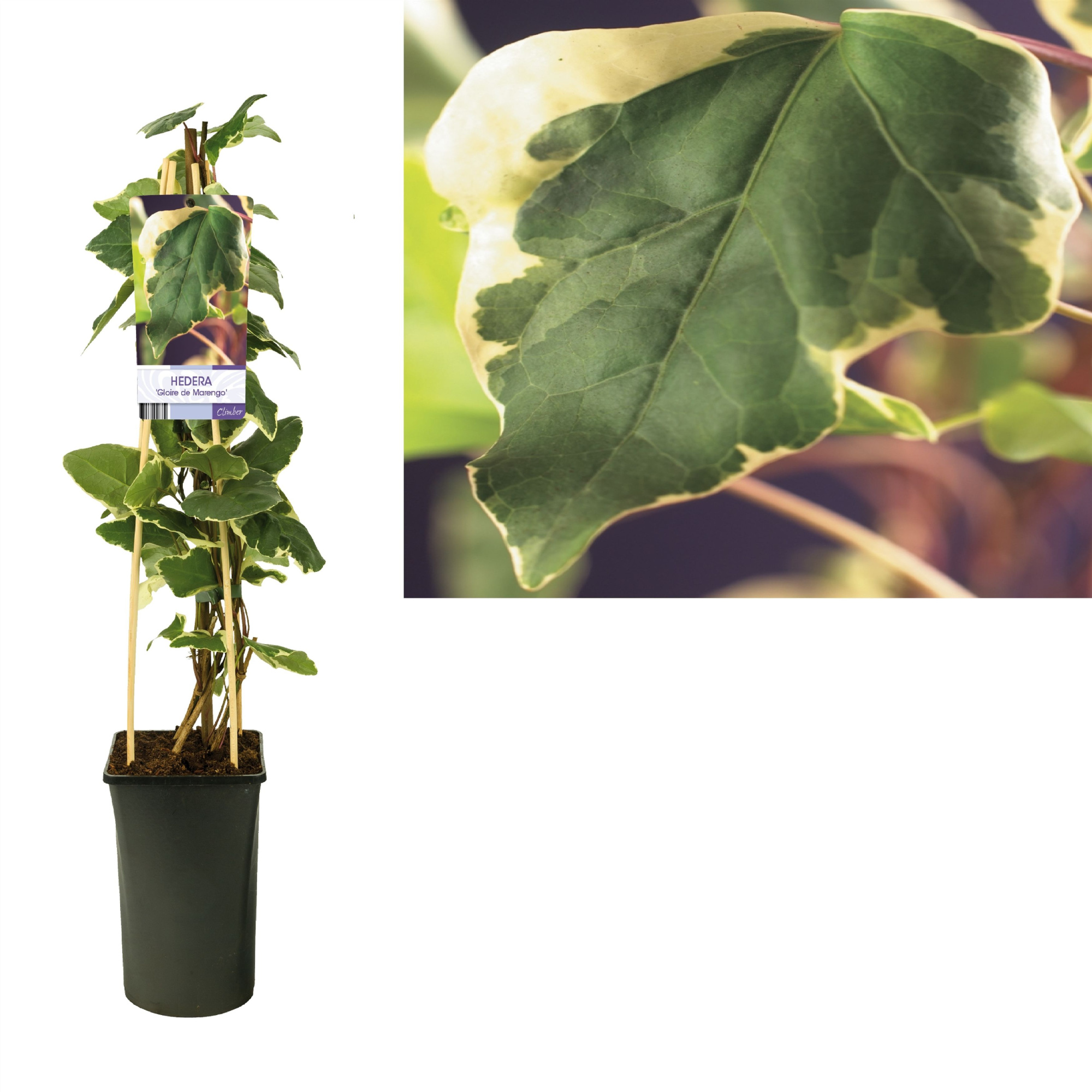 Hedera 'Gloire de Marengo' +light label, D 17 cm