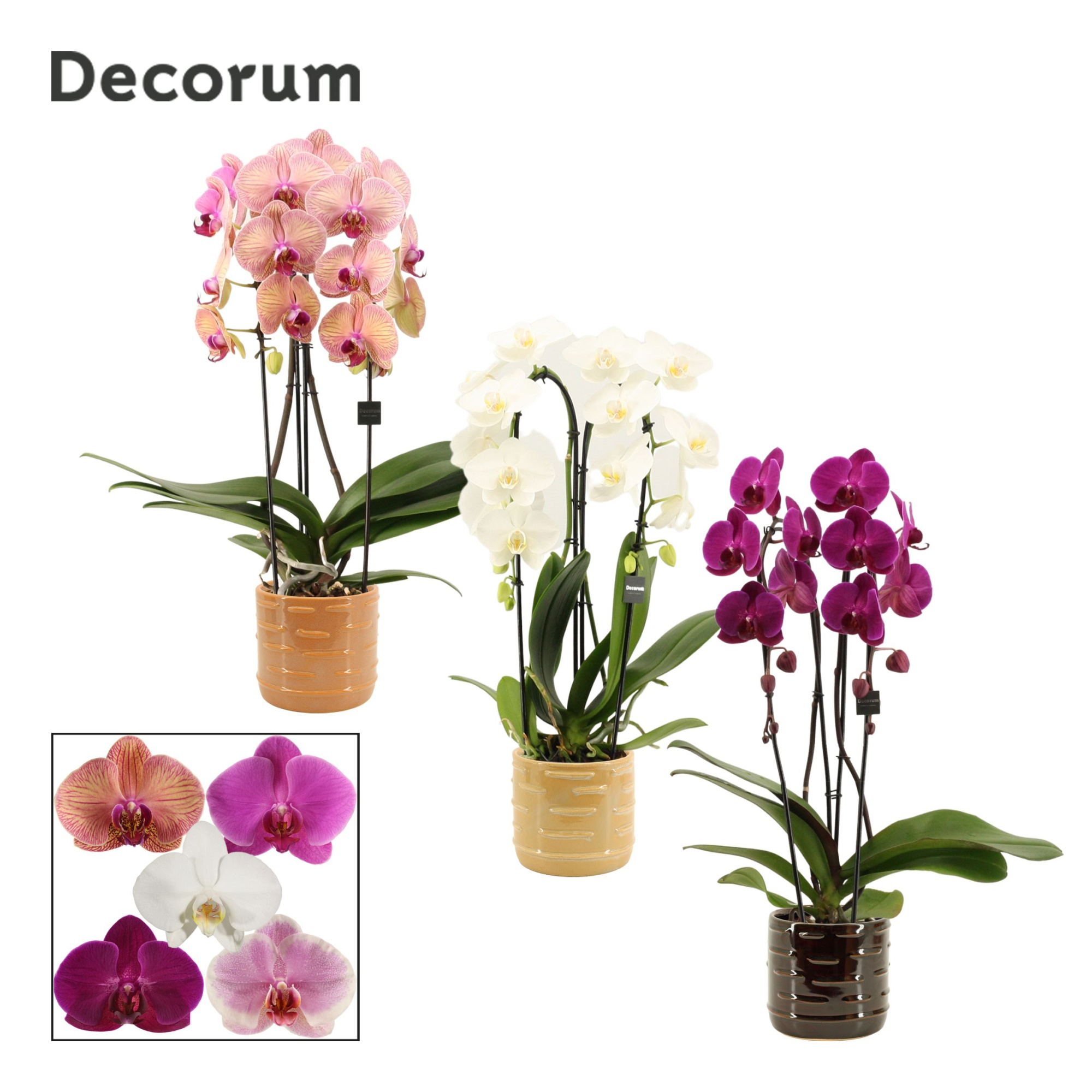 Phalaenopsis cascade 2 tak mix in Lois (Deco-collection), D 12 cm