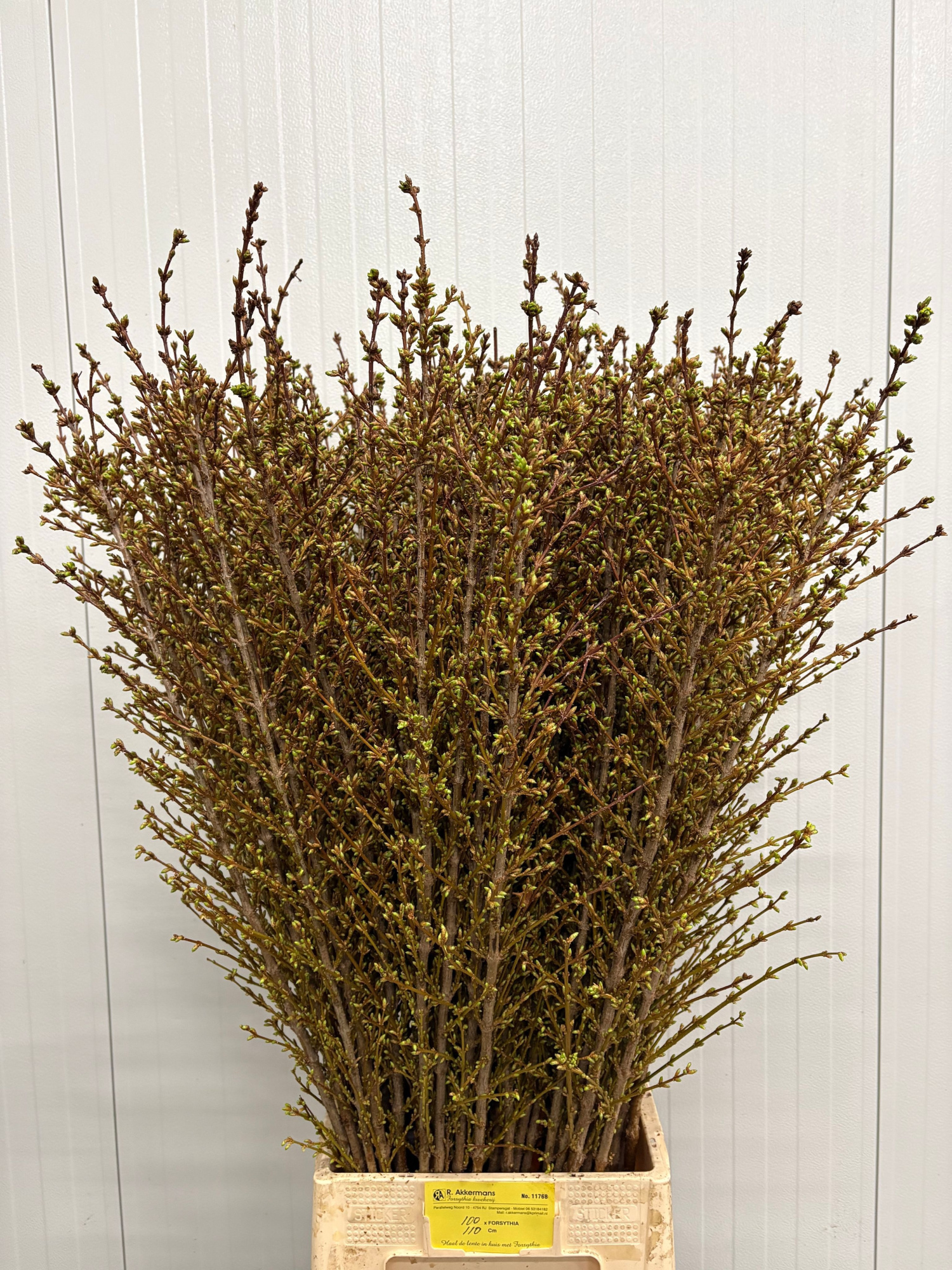 Форзиция Спектабилис 110 (желт.), шт.