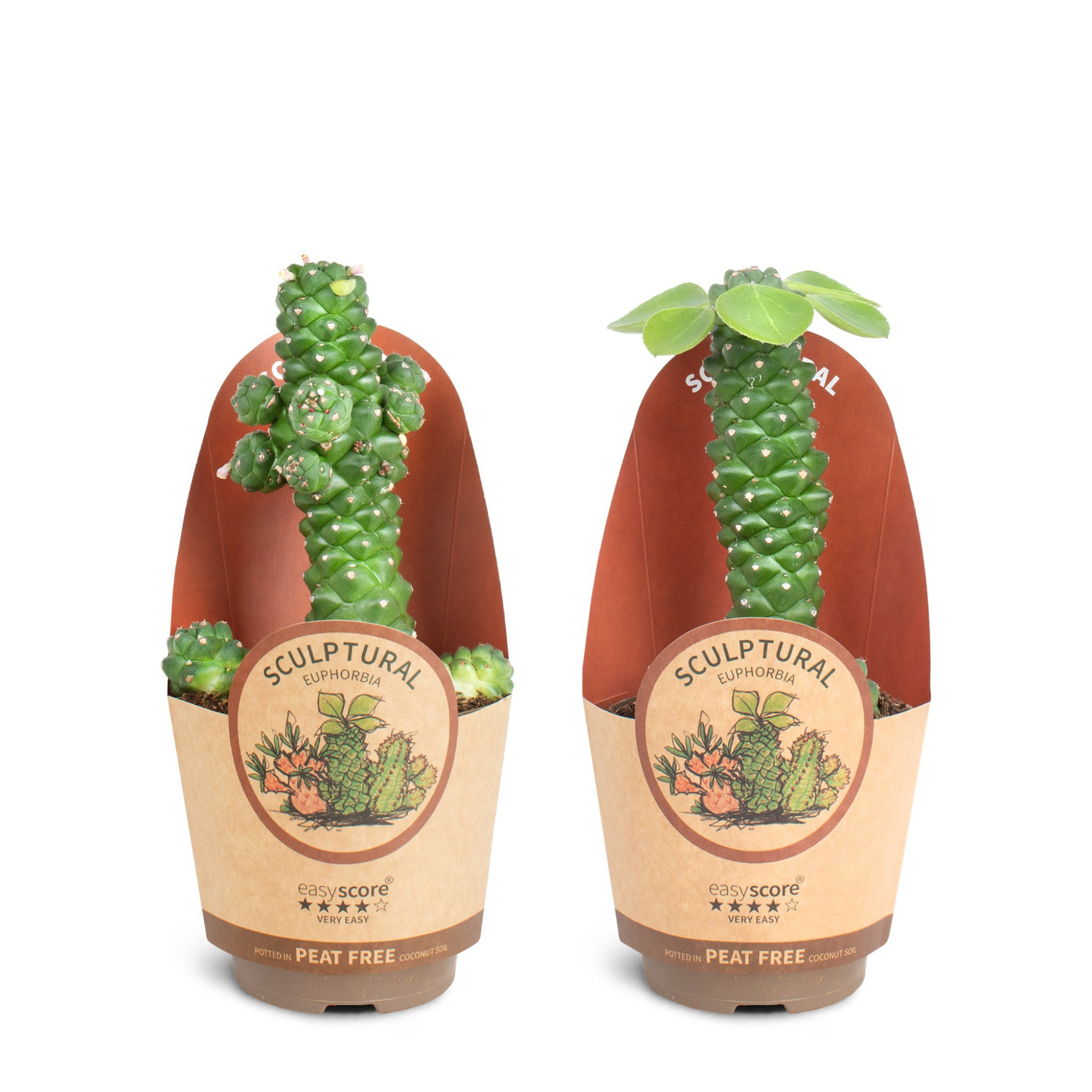 Euphorbia ritchie, D 11