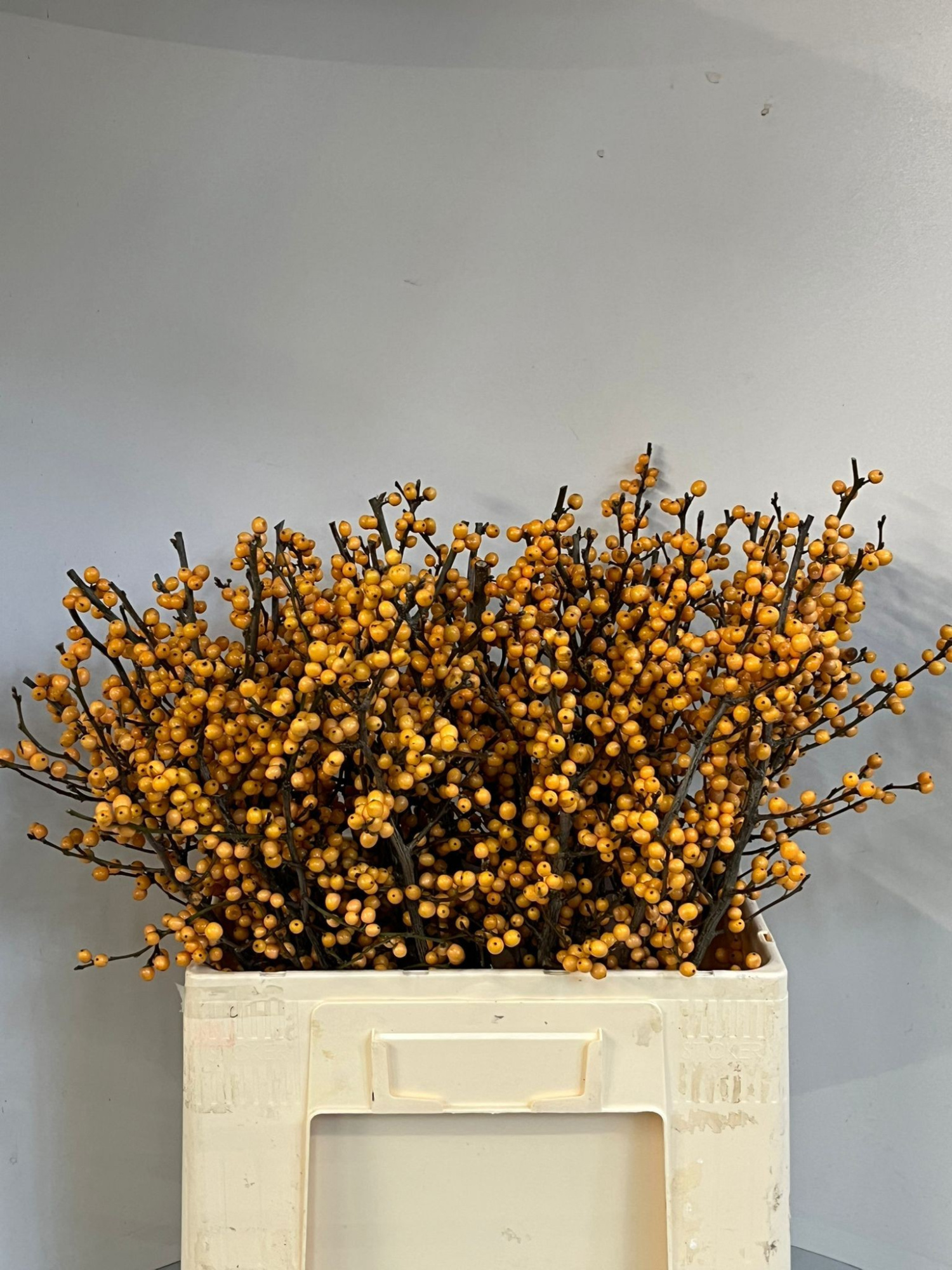 Илекс Голден Вербум 60, шт.