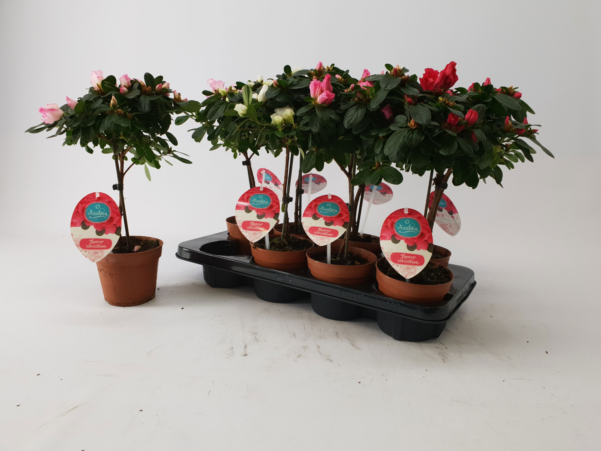 Azalea 13 cm stam mix Ultimo, D 13 cm