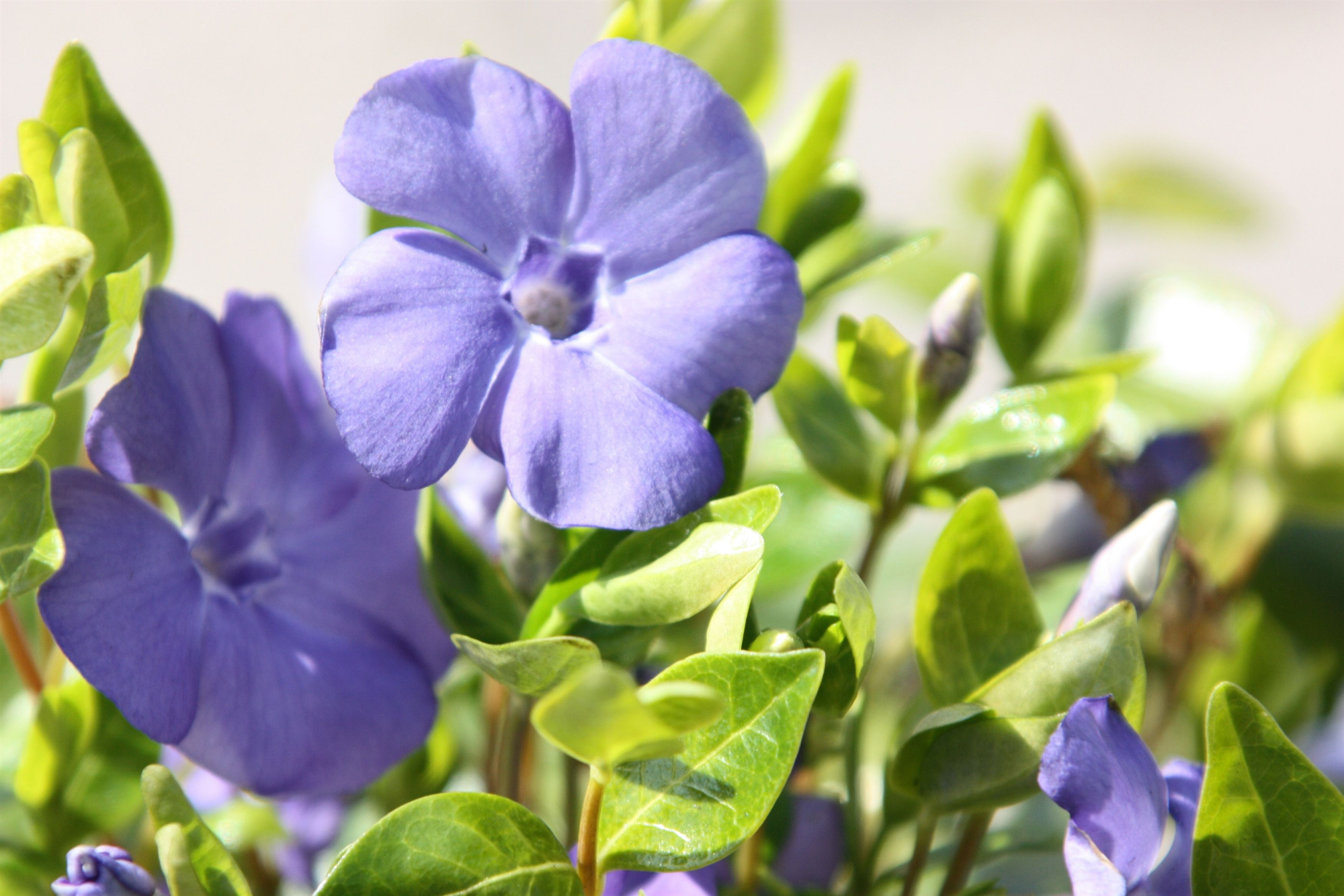 Vinca minor, D 11 cm