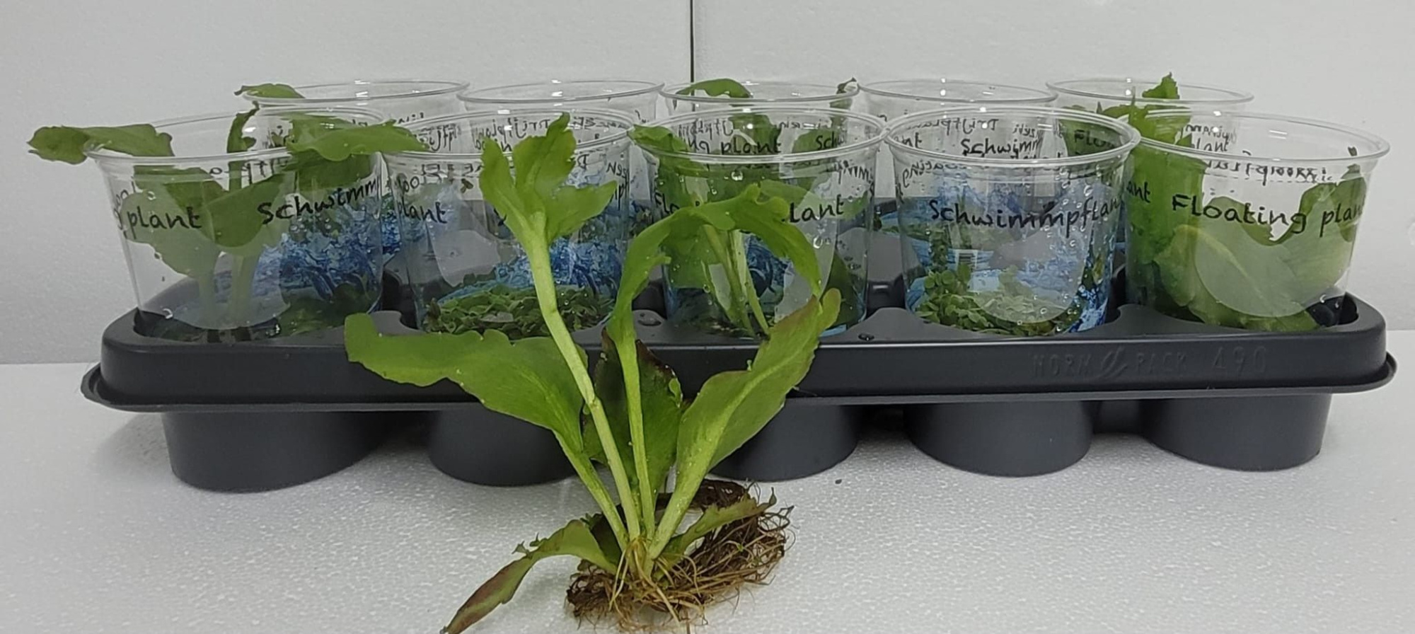 Drijfplanten MIX in beker - schwimmpflanzen mix, D 12 cm