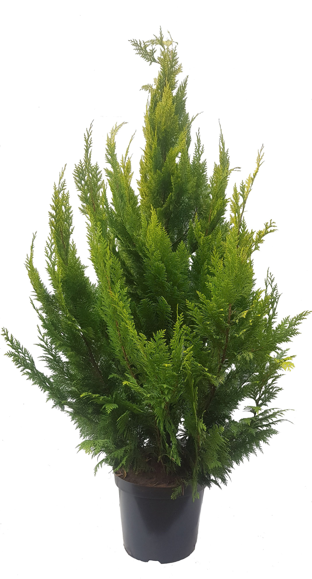 Chamaecyparis law. Ivonne, plantmaat 140-160 cm - Rondgestoken -, D 32 cm