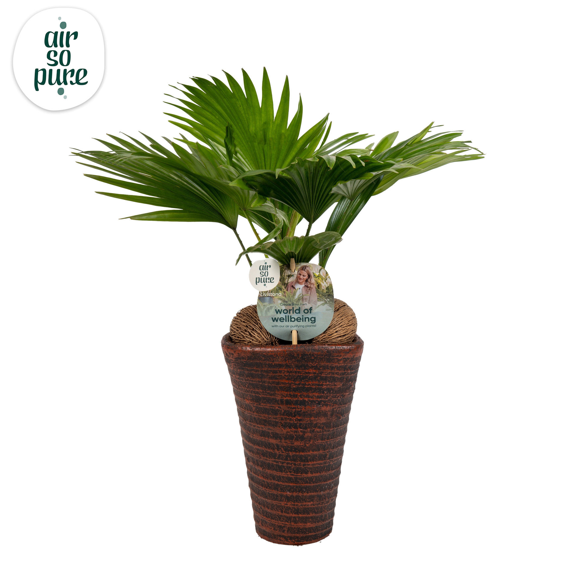 Livistona rotundifolia11 s Aspd Air So Pure Brown pot, D 16 cm