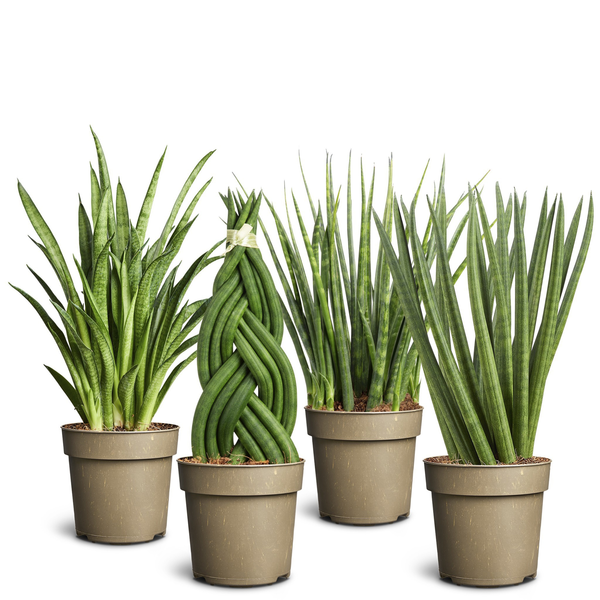 Sansevieria 'Grass of Steel' Collection, D 11