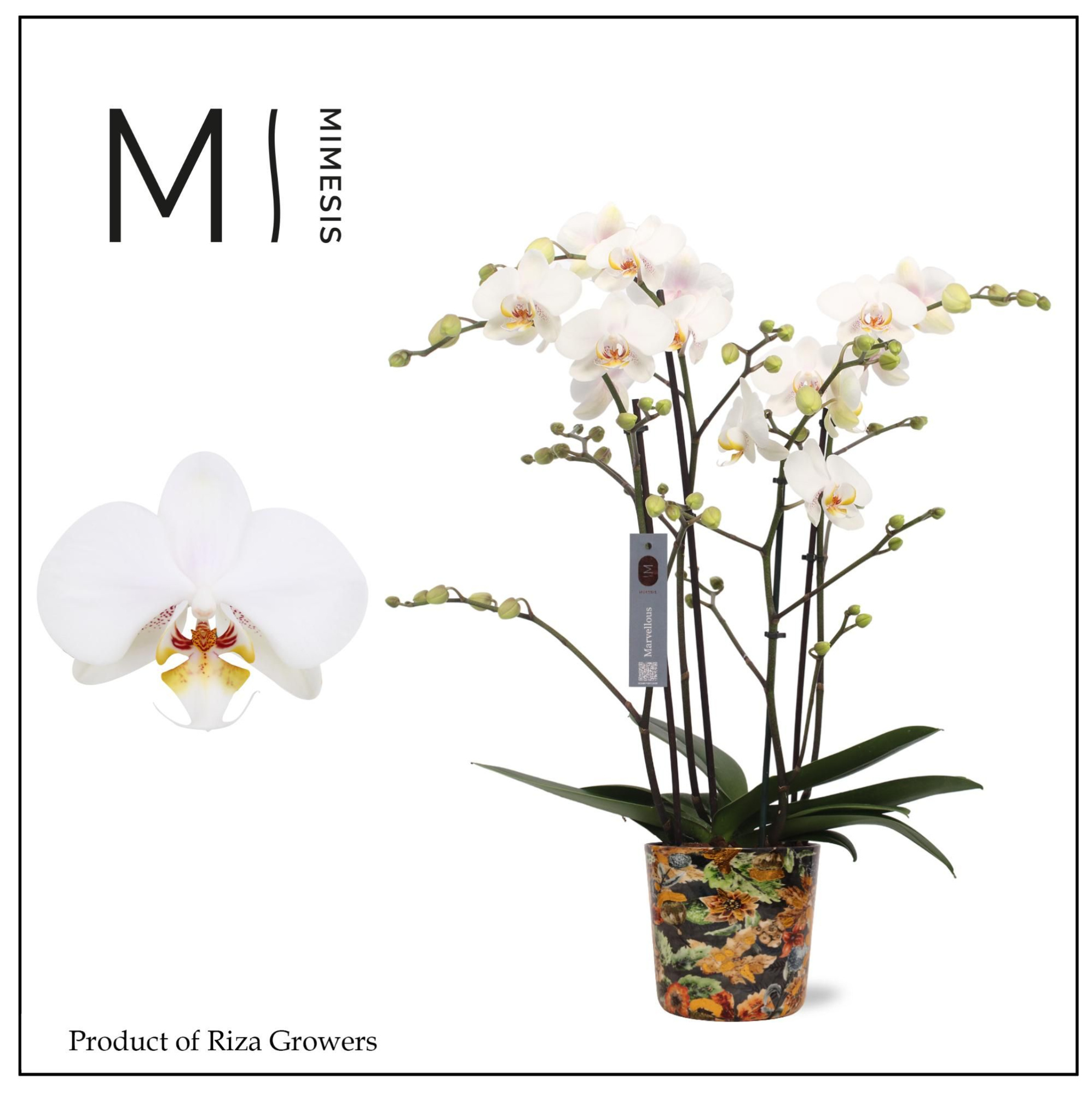 Phalaenopsis Marvellous White 50+ – 17cm in Jess Blue Berry | Mimesis, D 17