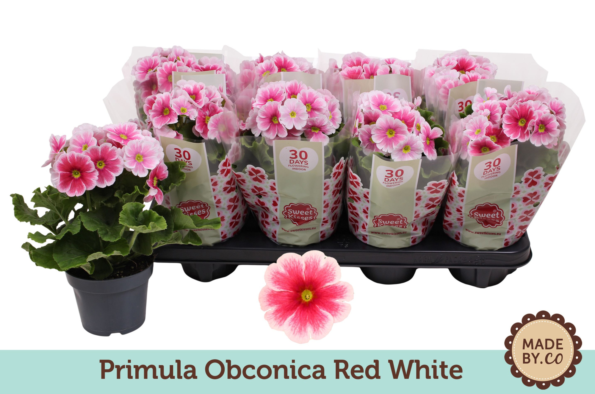 Primula Obconica Red White, D 12