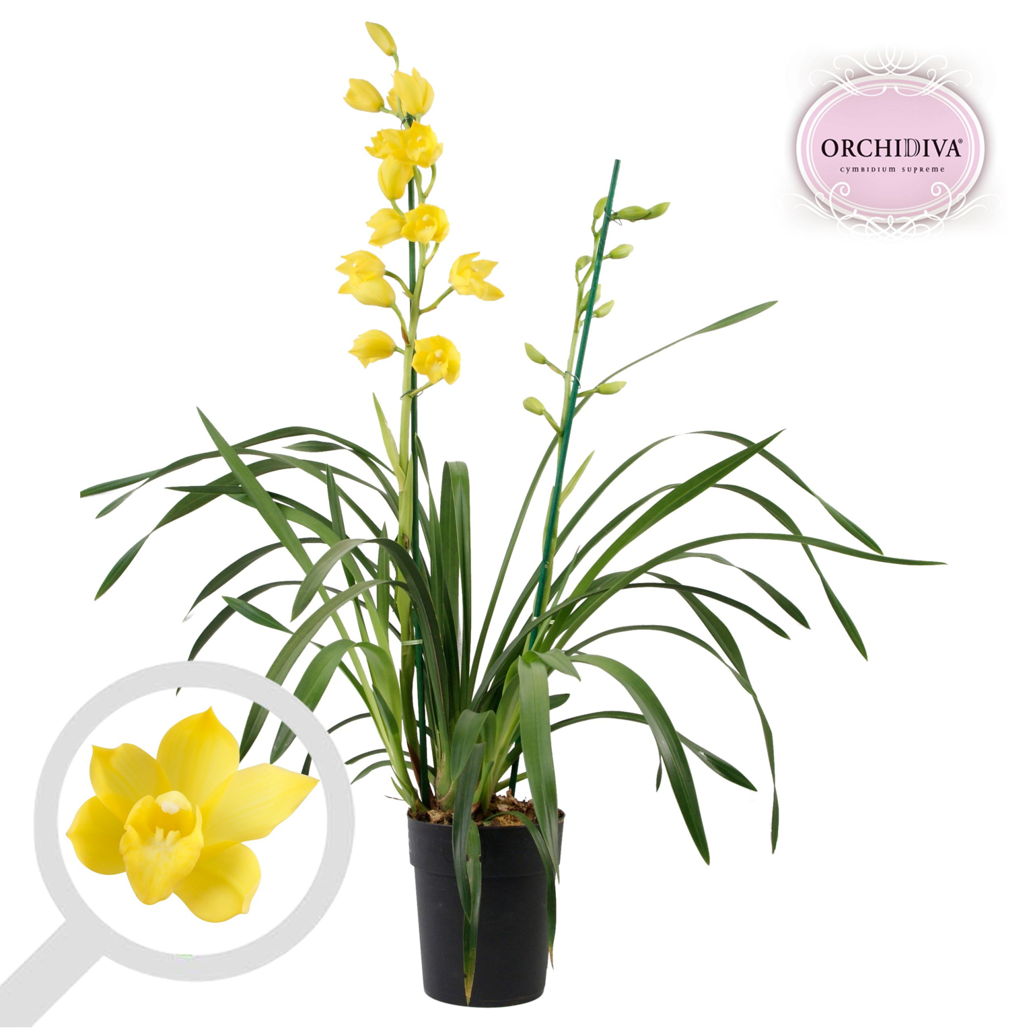 Cymbidium Shinning Yellow 2 tak, D 14 cm