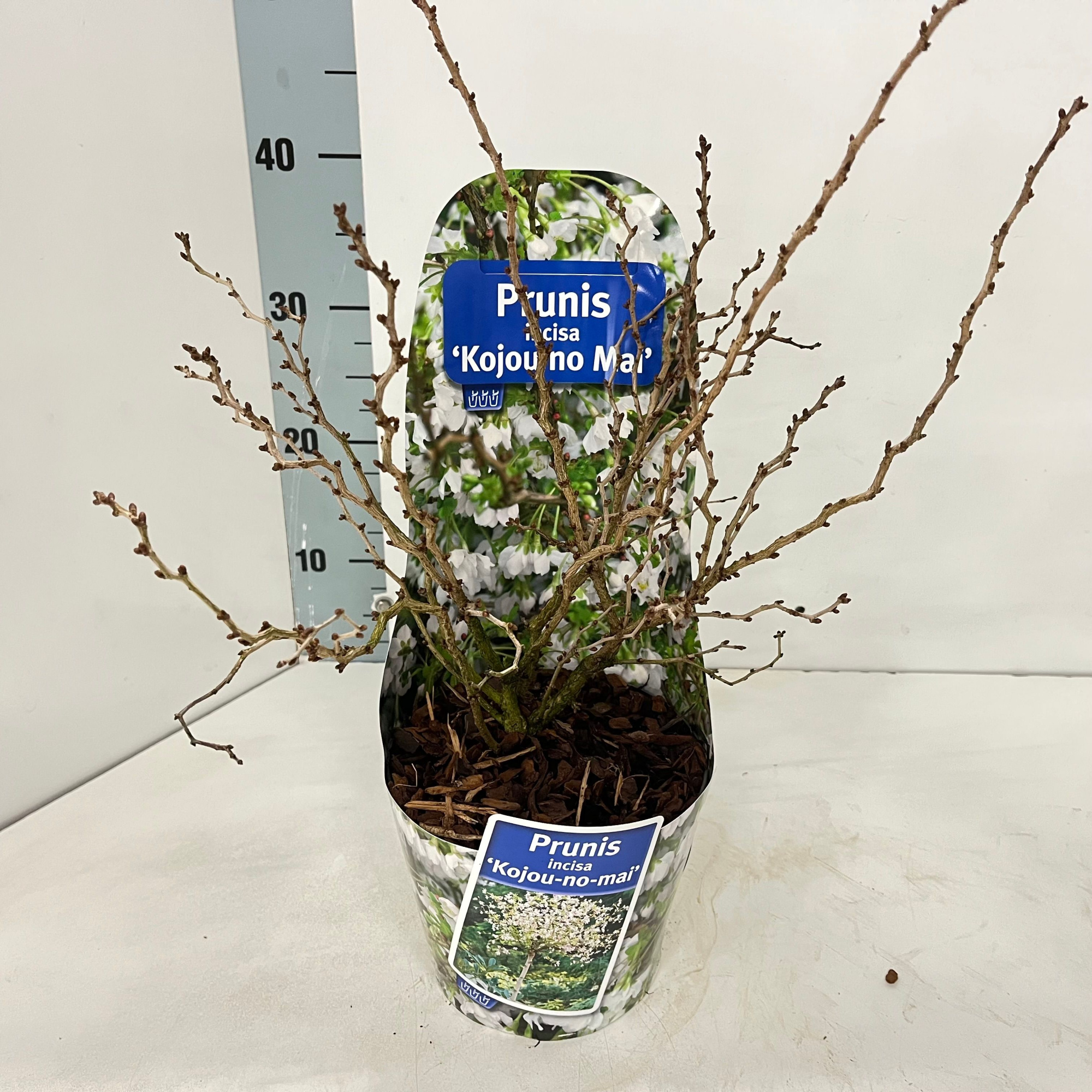 Prunus incisa 'Kojou-no-mai' (in potcover), D 17