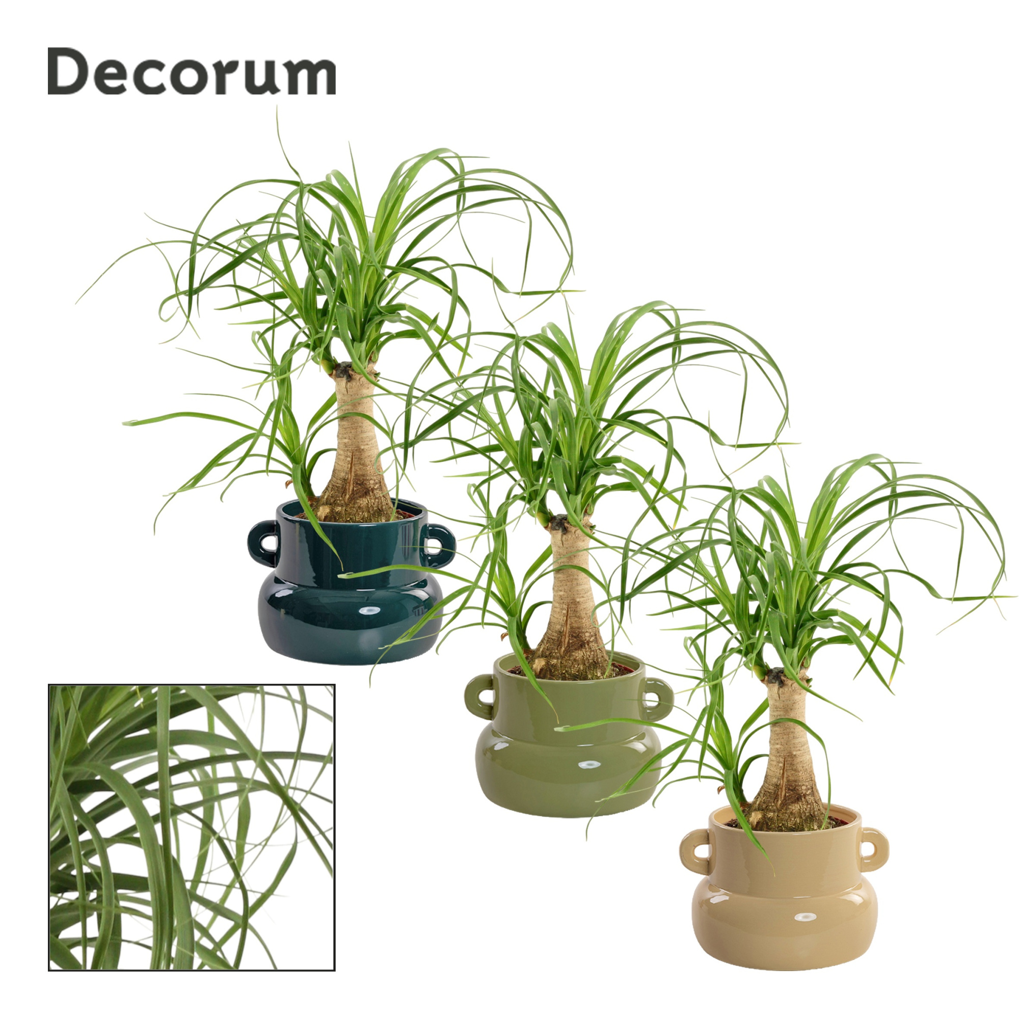 Beaucarnea Recht 9 cm in Lucy (Top blend-collection), D 9