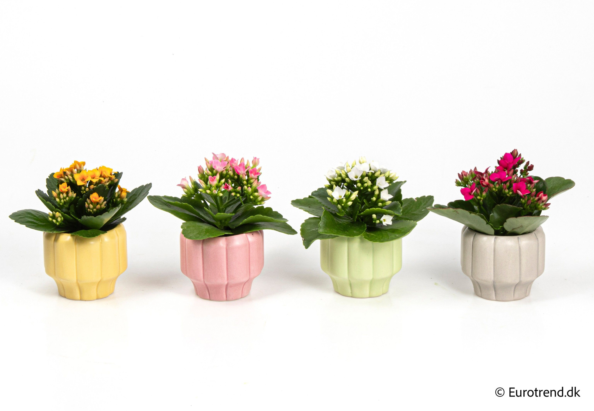 Kalanchoe in ceramic - Spring, Summer & Autumn 2025, D 6 cm