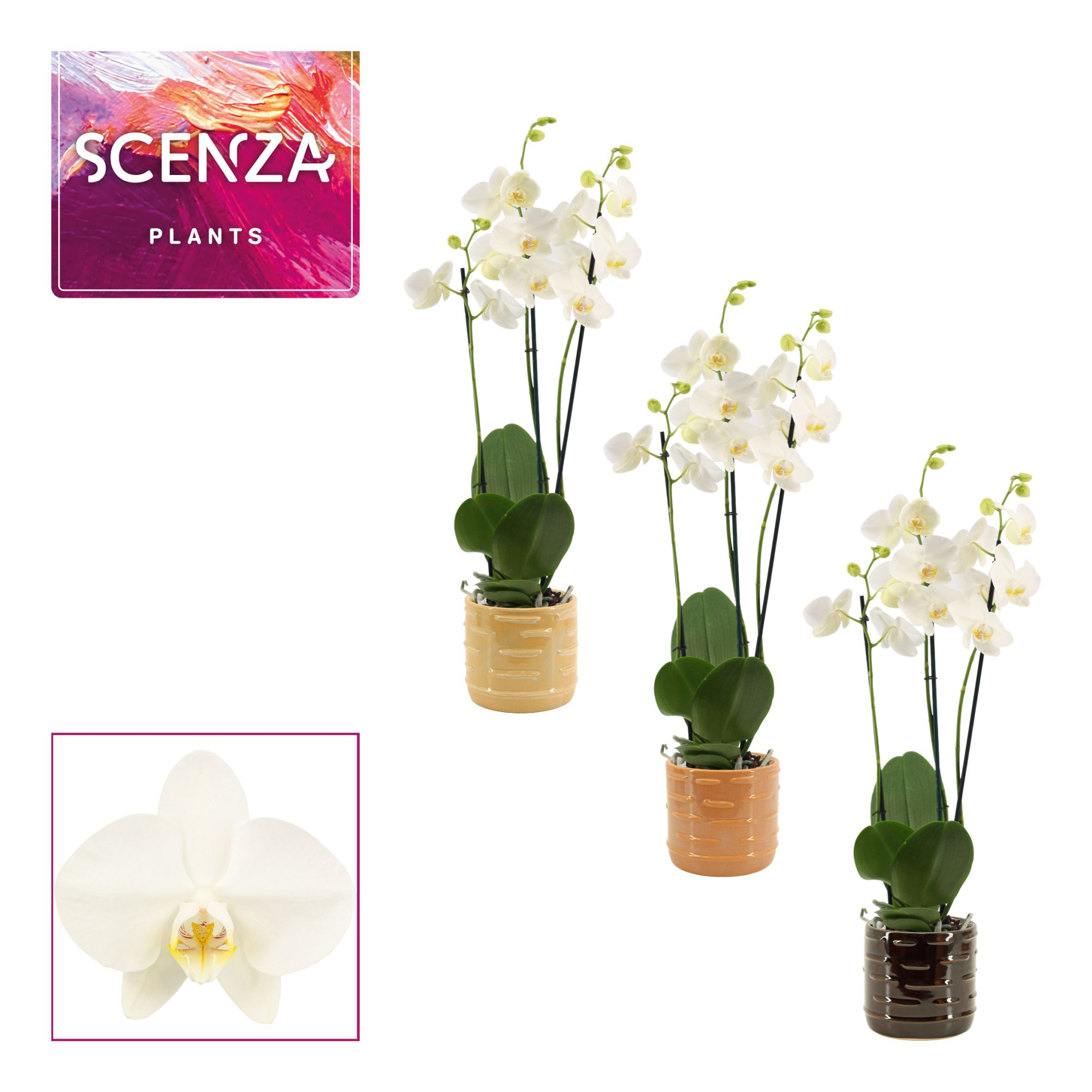 Phalaenopsis 3 tak 18+ wit in Lois (Deco-collection), D 12 cm