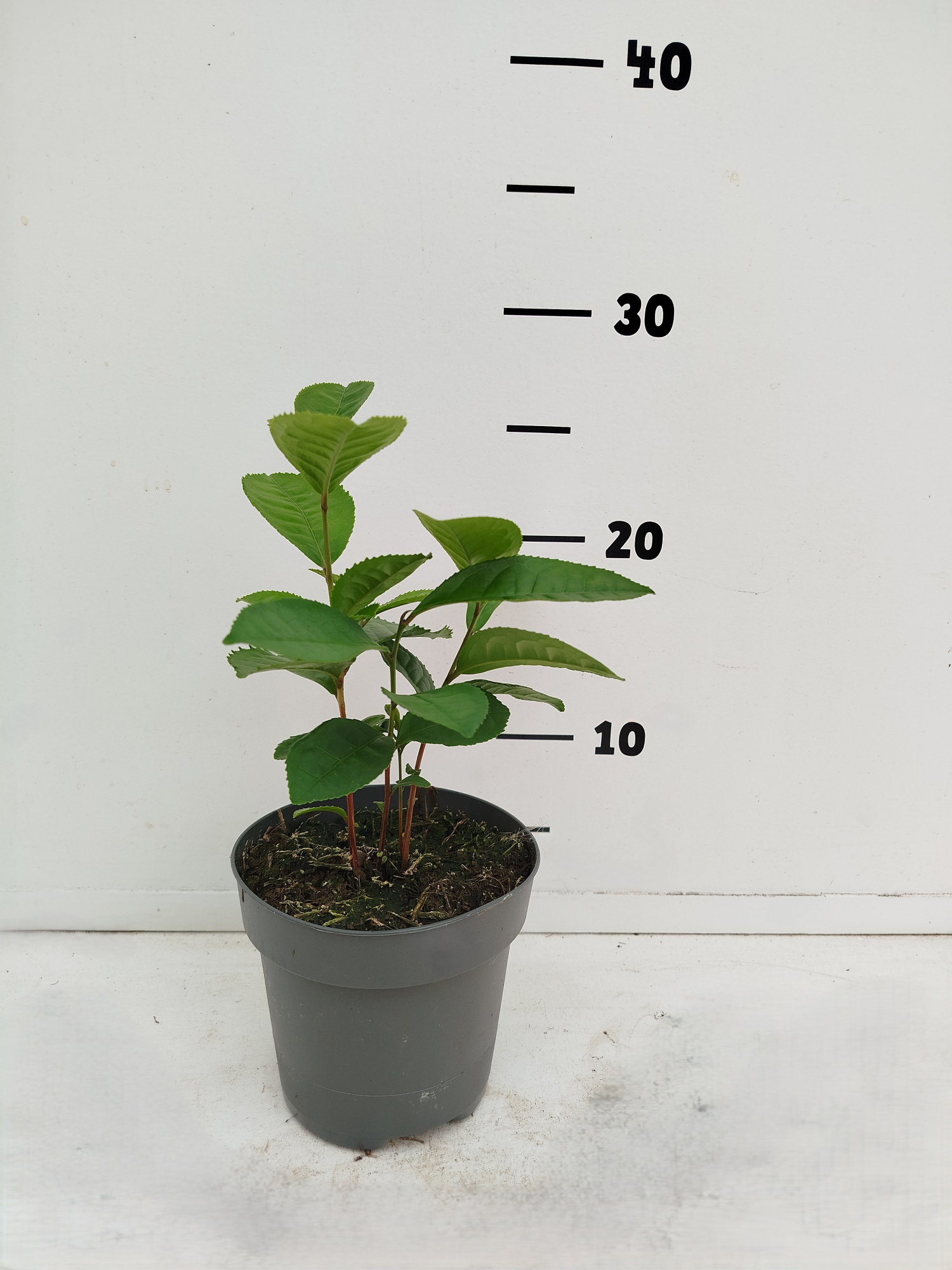 Camellia sinensis, D 12