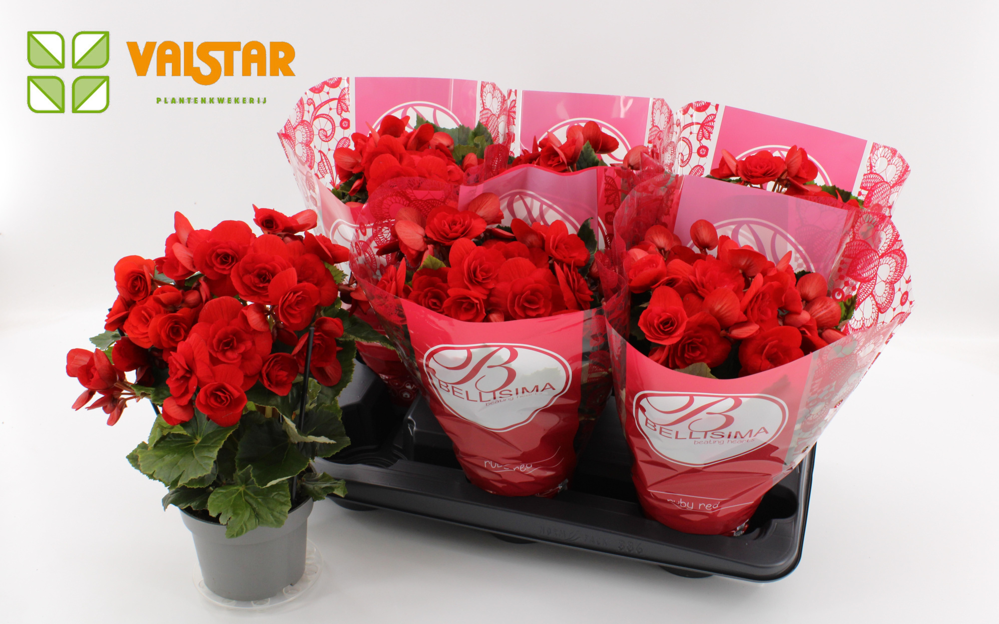 Begonia 13cm Bellisima hoes Ton sur Ton Baladin Red, D 13