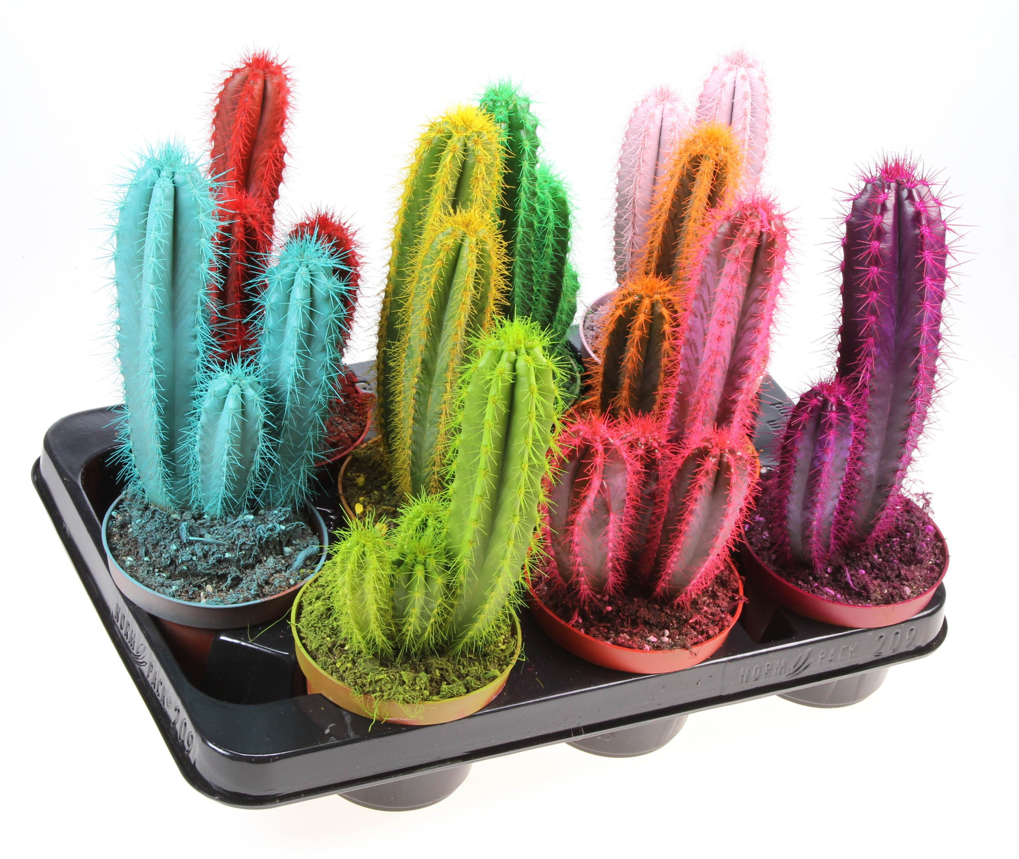 Rainbow cactus zuilmix XL, D 10