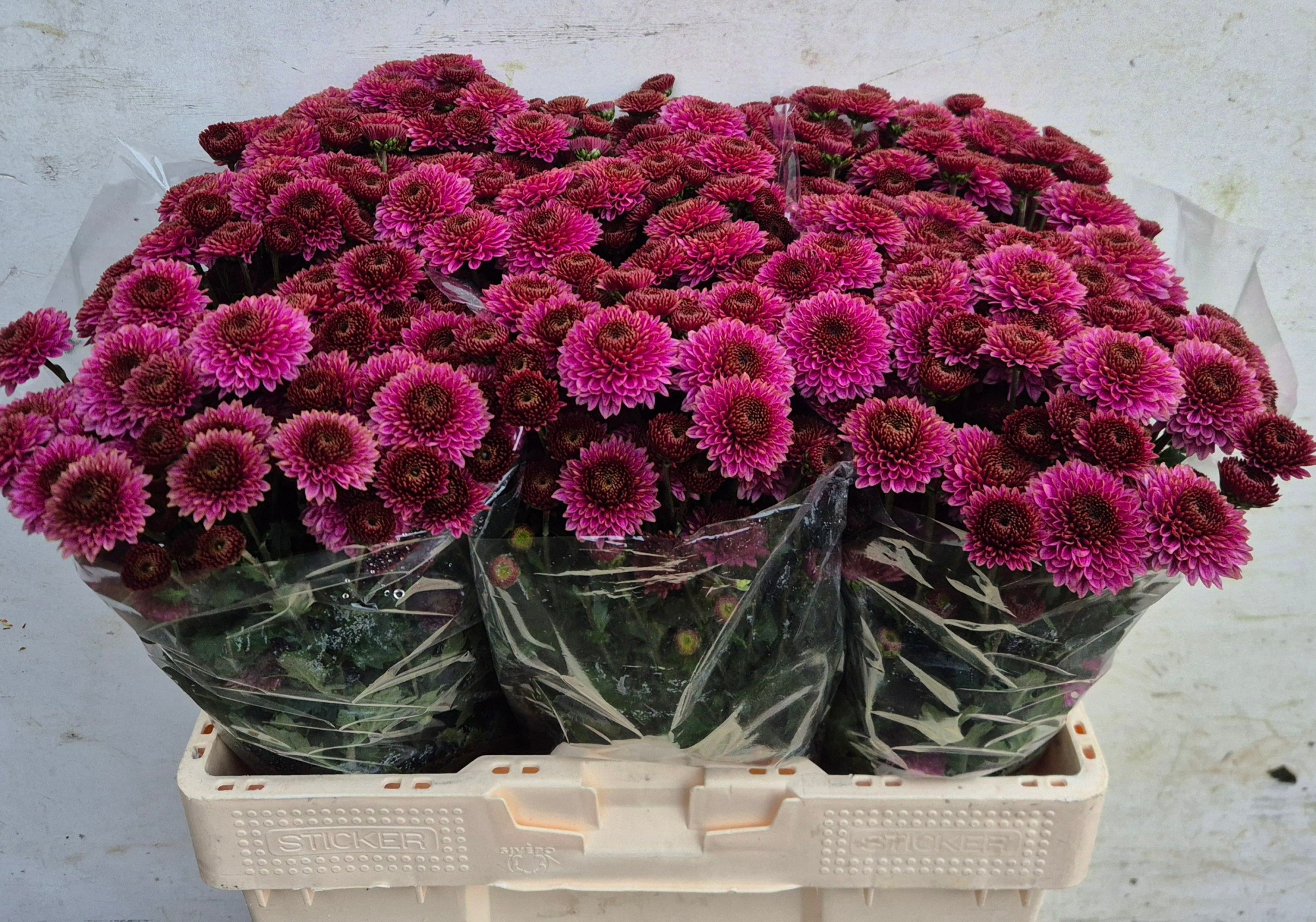 Сантини Дориа, шт.