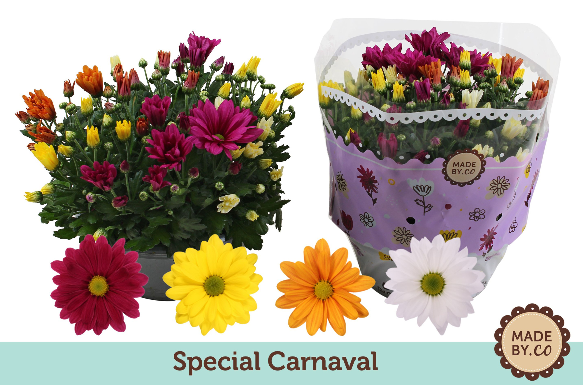 Chrysant Carnaval, D 23