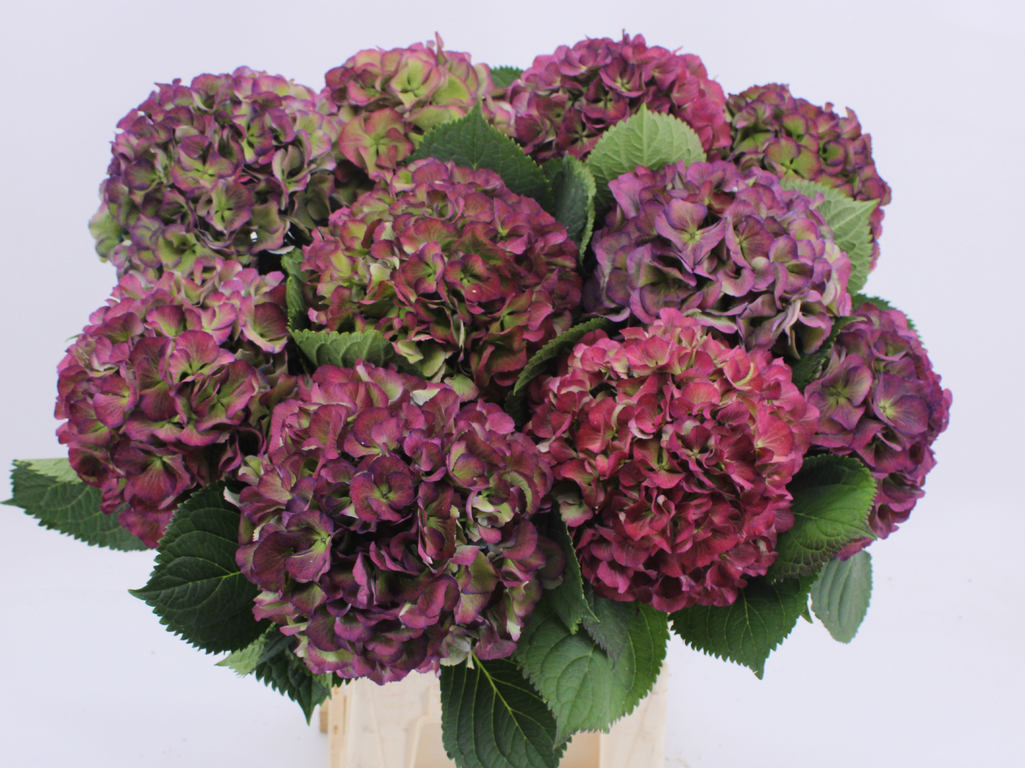 Гортензия Элбтал Классик 60 (зелено-красн.), шт.