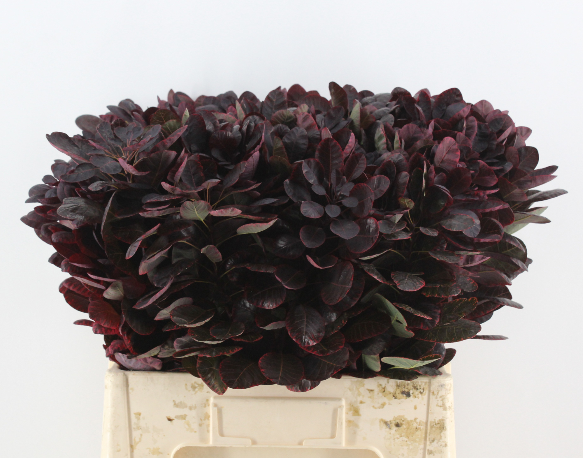 Котинус Роял Перпл 60 (фиолет.), шт.