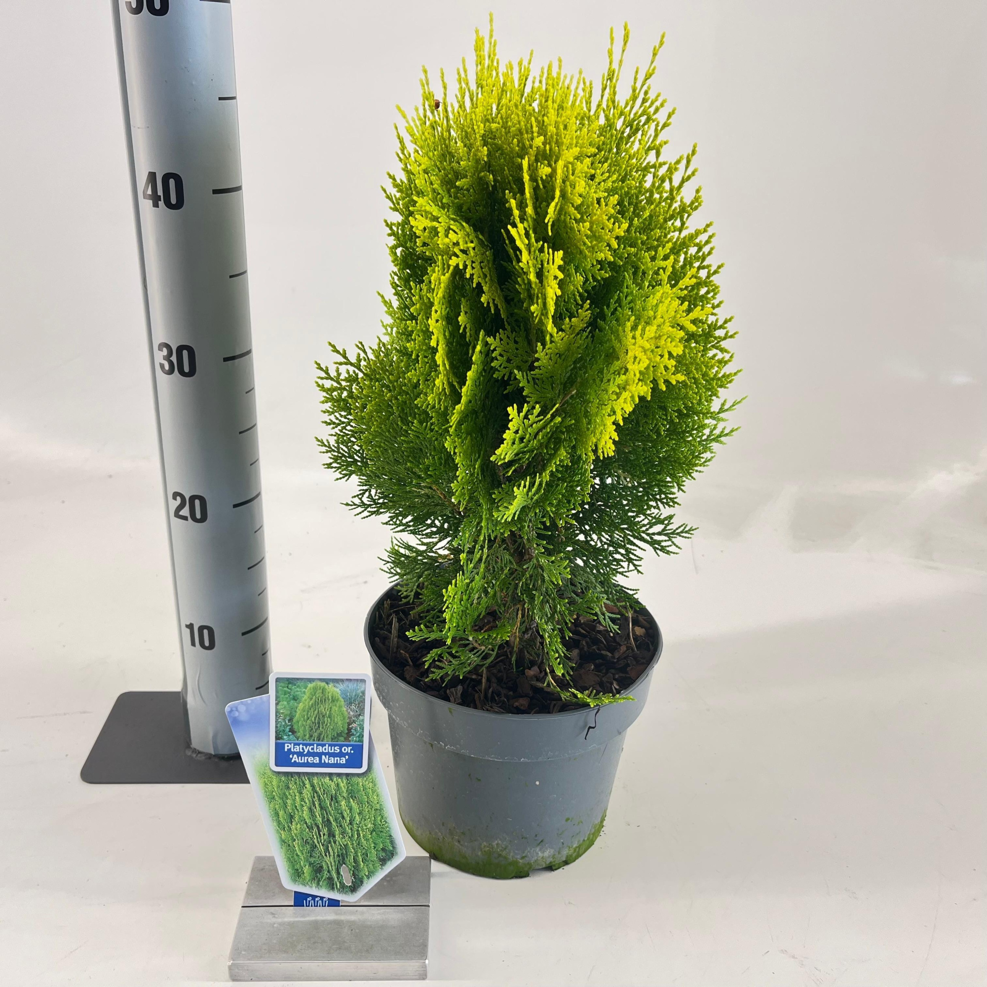 Thuja orient. ‘Aurea Nana’ (Platycladus), D 19 cm