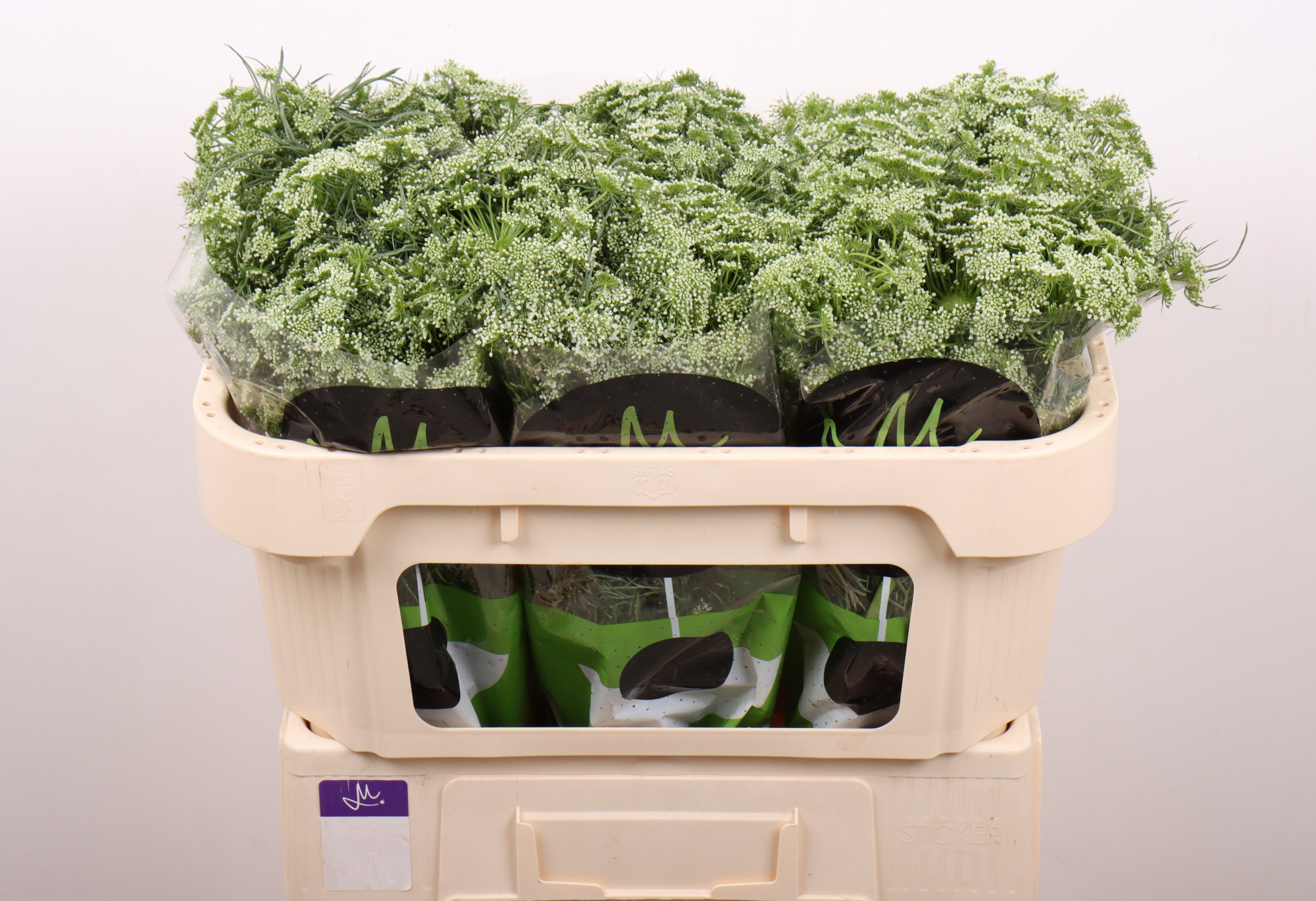 Амми Виснага Касабланка 60 (бел.), шт.