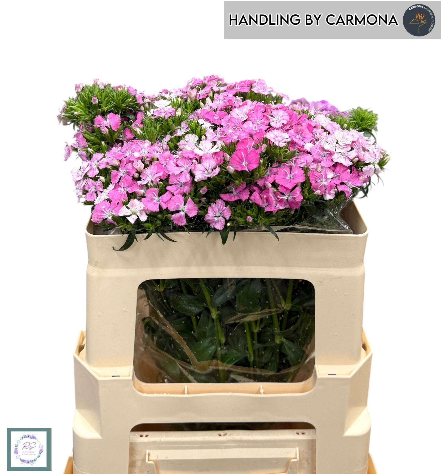 Диантус Барбатус Амазон Роуз Мэджик 50, шт.