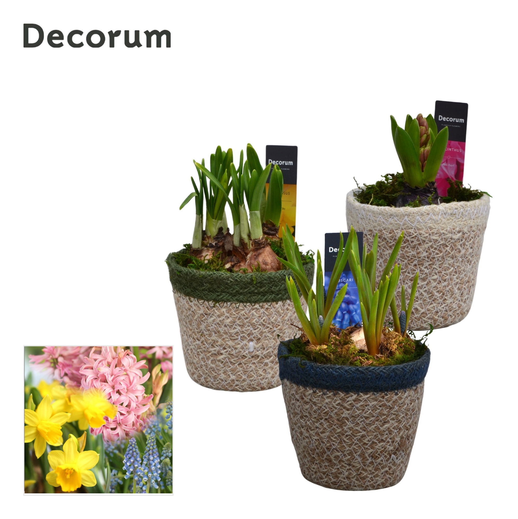 Bollenmix Randa HL15993B, D 11