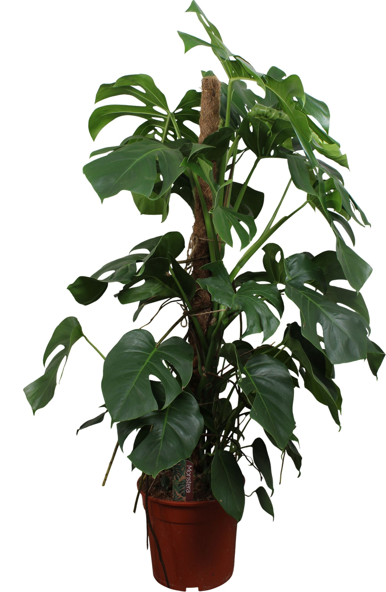 Monstera Pertusum met mosstok 120-130cm, D 27 cm